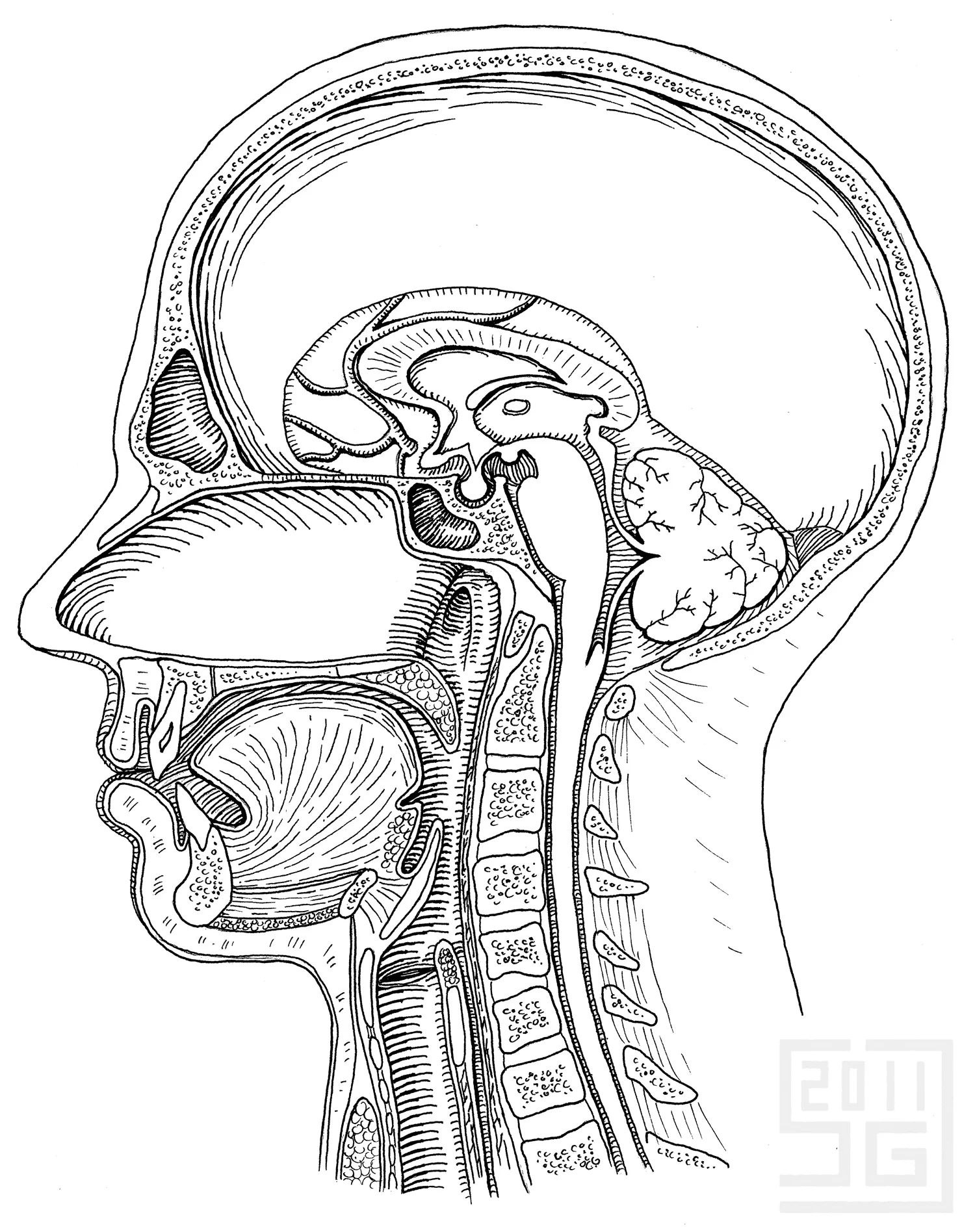 Sagittal Section of Head