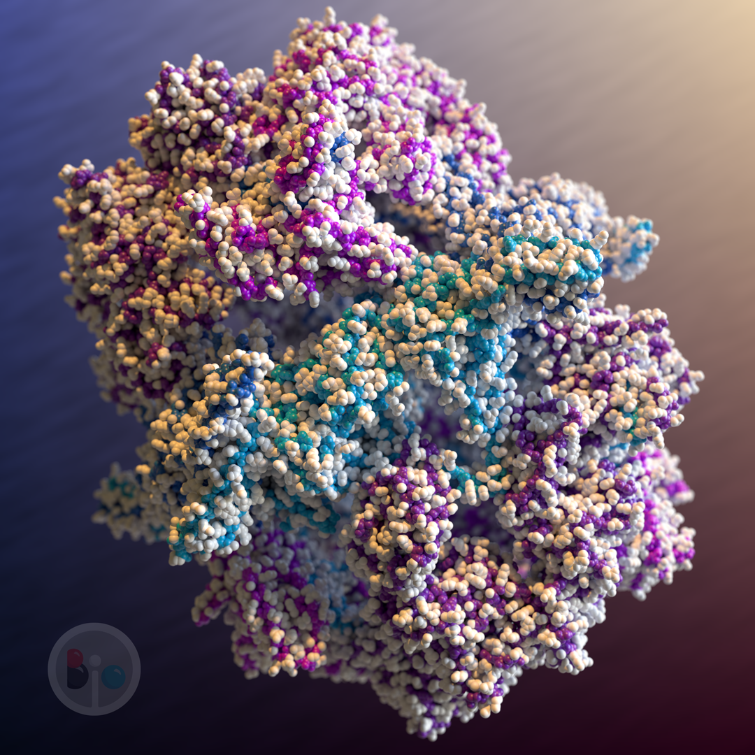 Fatty acid synthase in yeast