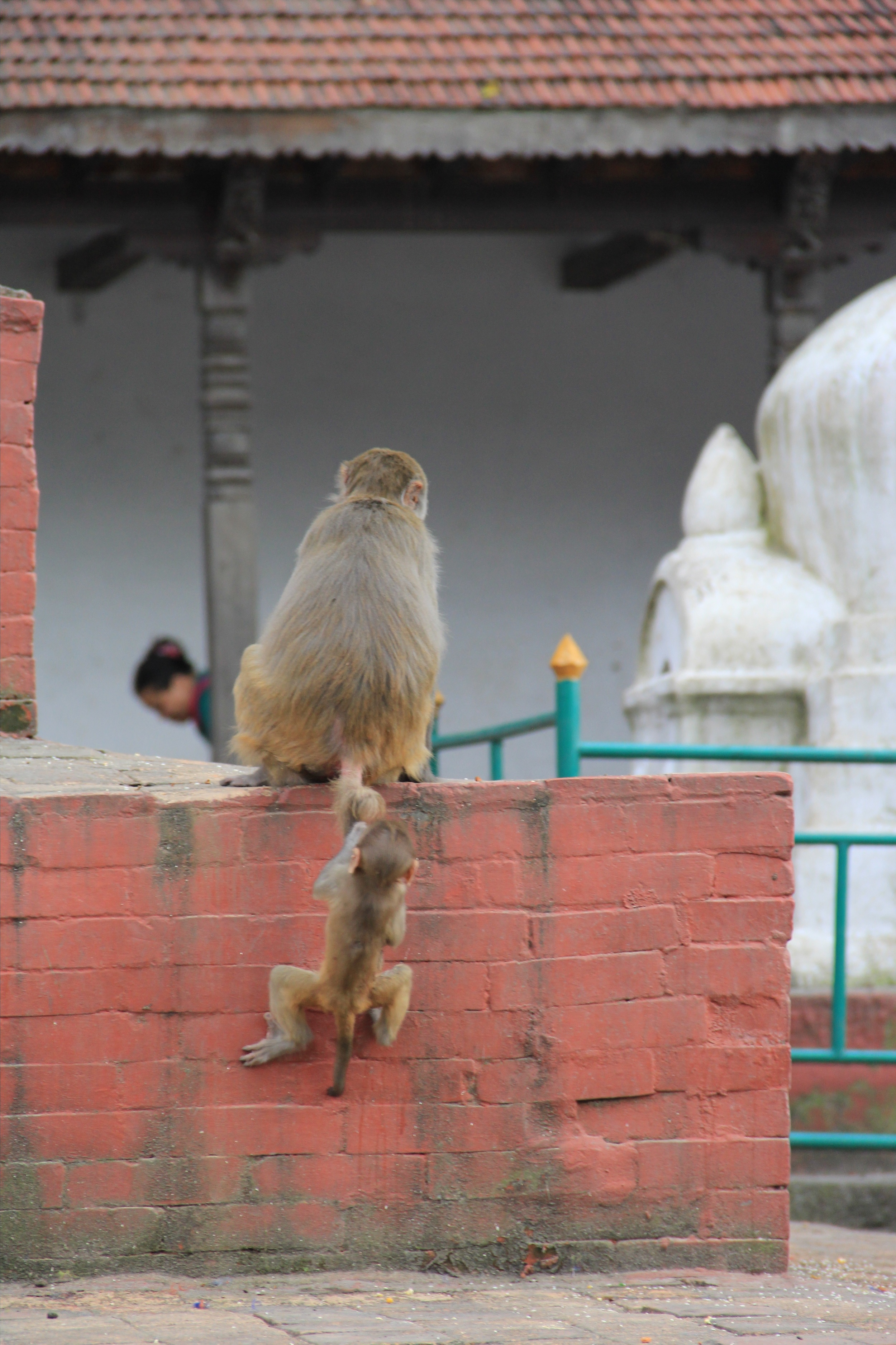 Monkeys at Swayambhunath (Monkey Temple)