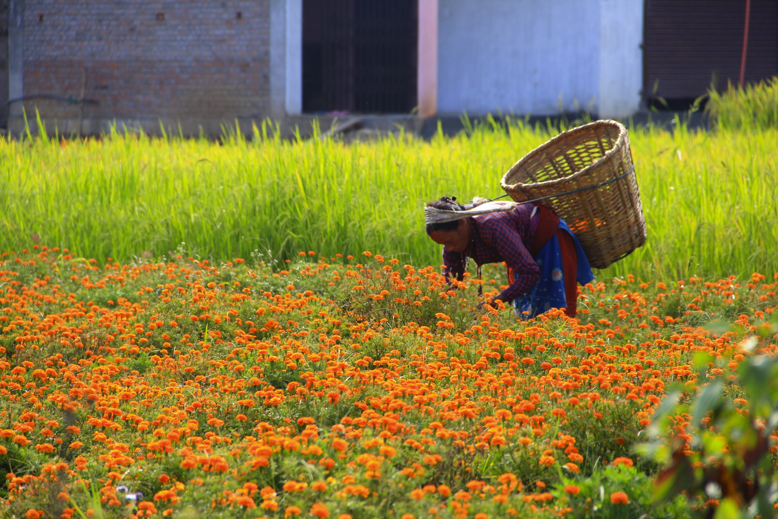 Marigolds in the Kathmandu Valley