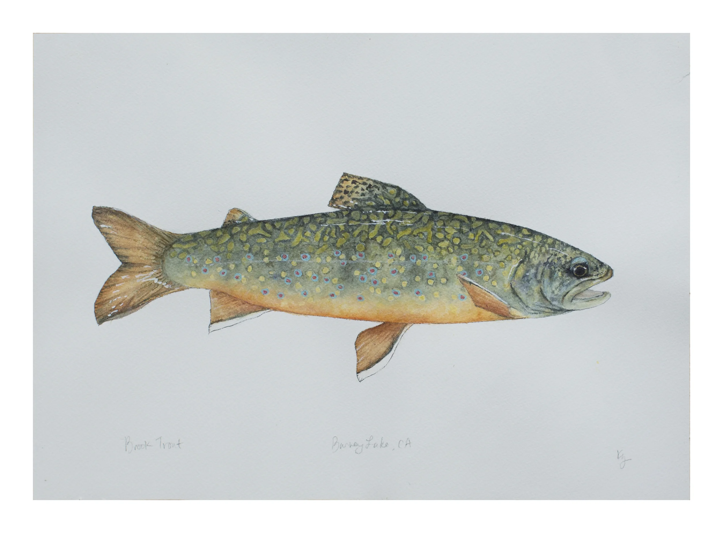 Brook Trout, Barney Lake CA  9" x 12" watercolor on paper