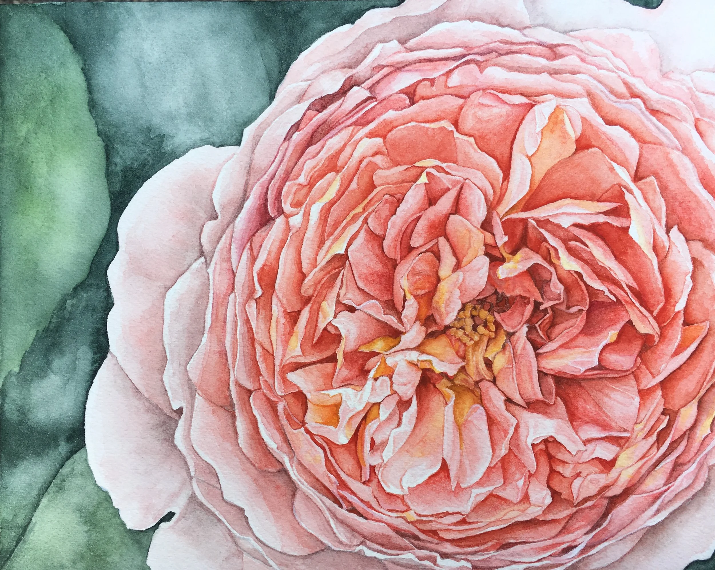 Rose 8" x 10" watercolor on paper mounted on birch block