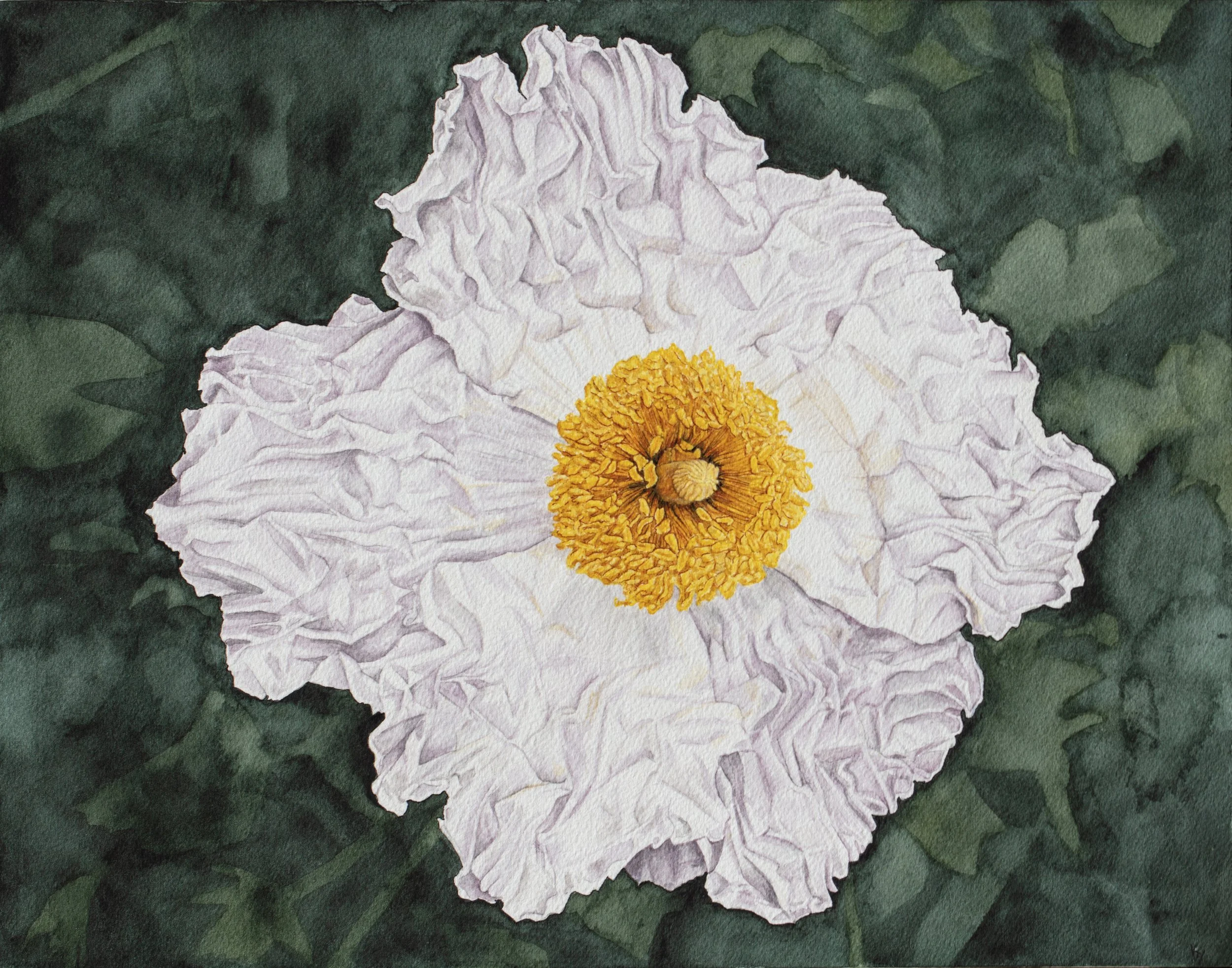 Matilija Poppy 11" x 14" watercolor on paper mounted on birch block