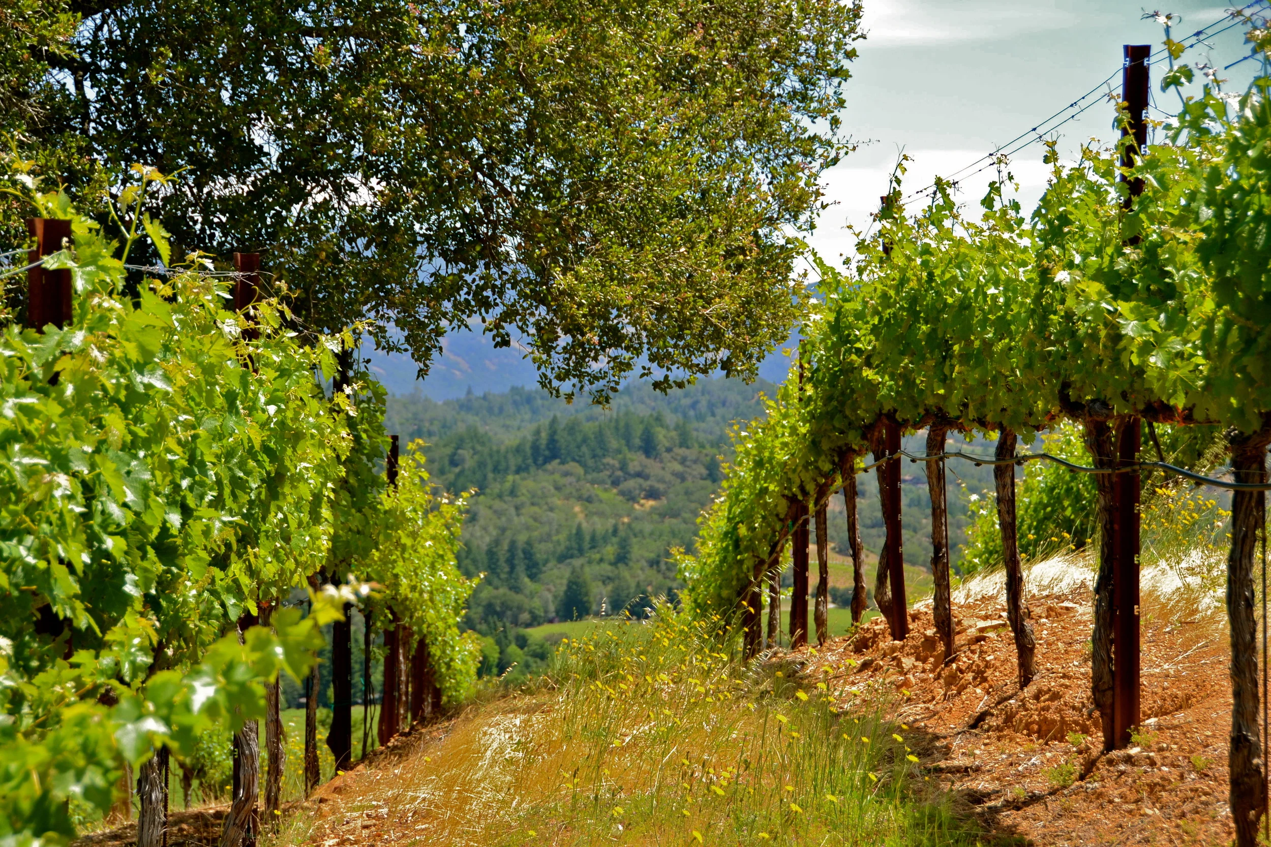Oak Tree Cab.JPG