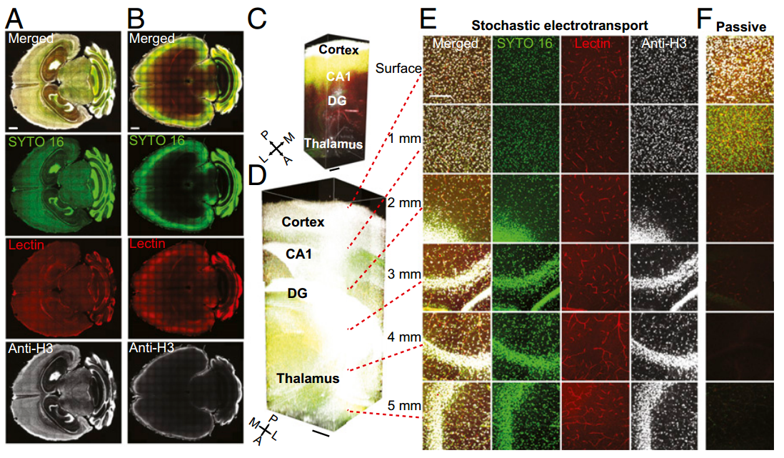 Stochastic Electrotransport paper published in PNAS 