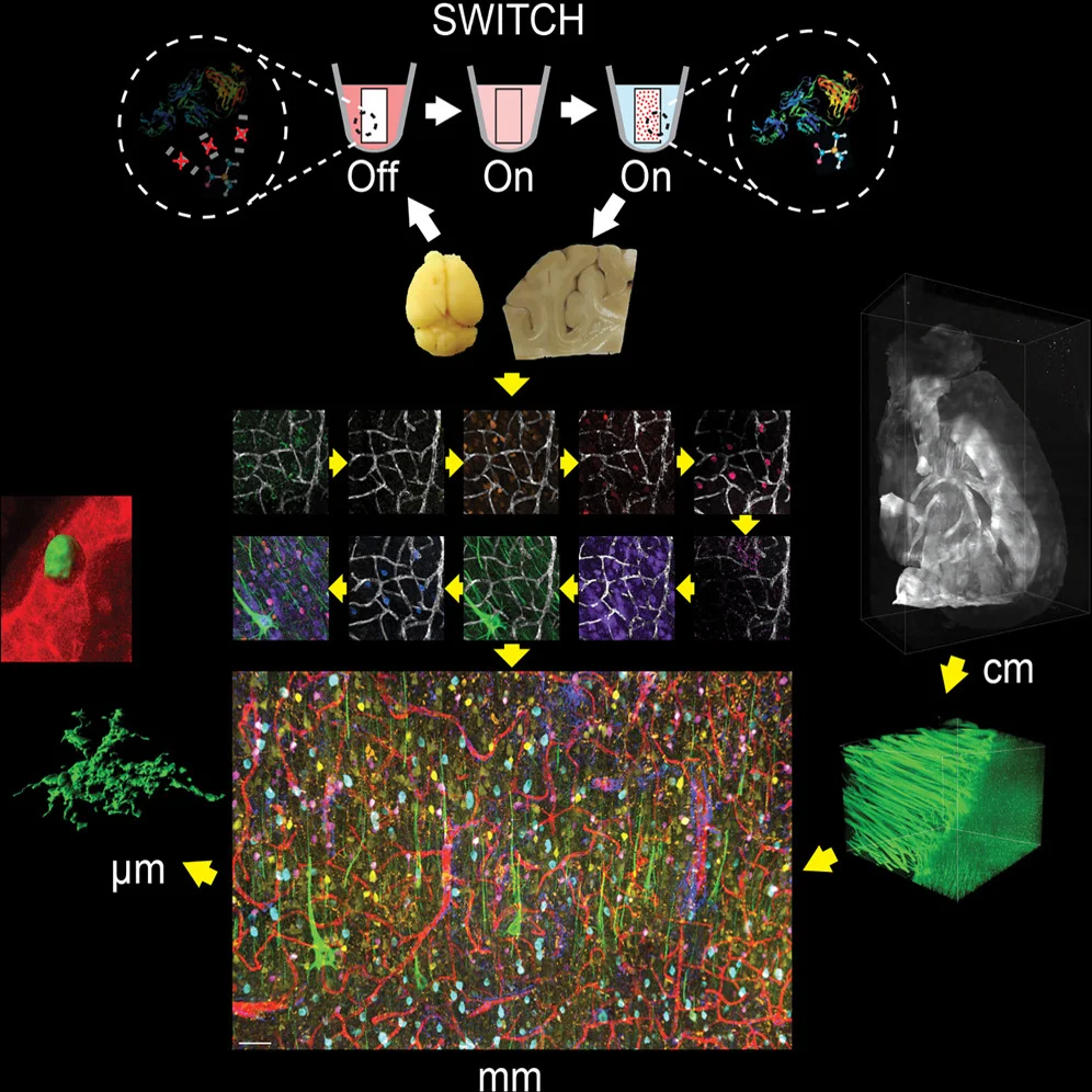 SWITCH paper published in Cell