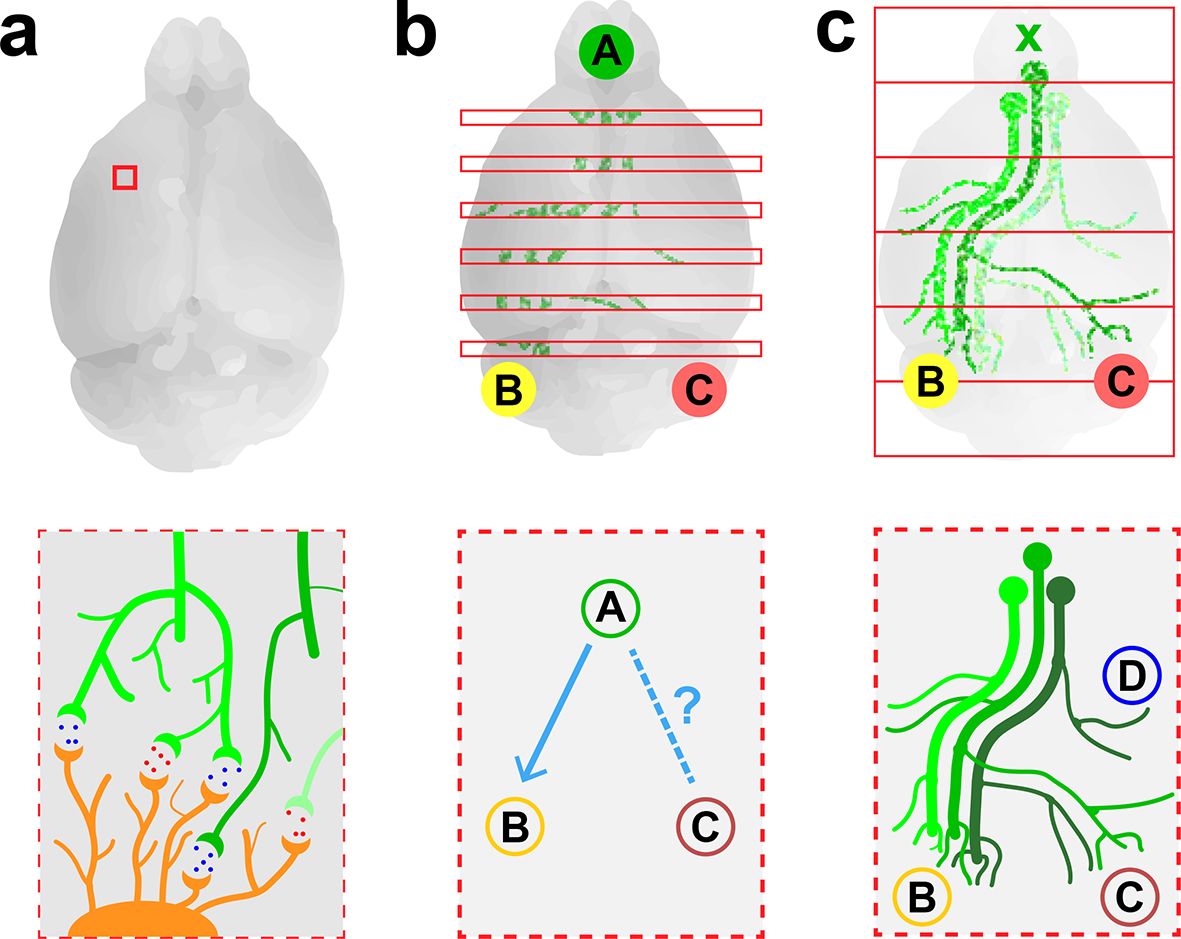 Whole-brain Imaging Insight Article Published in eLIFE