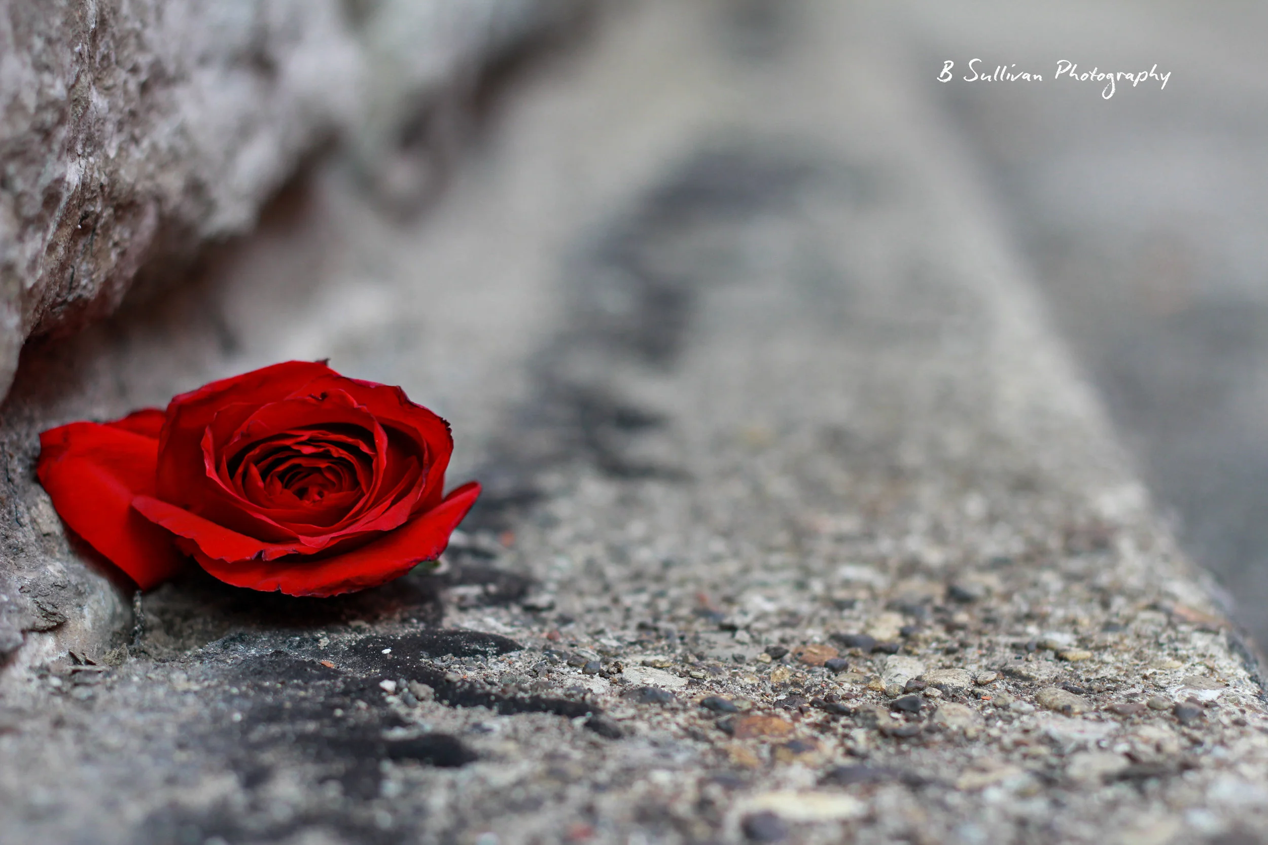 Concrete-Rose-(Websave).jpg