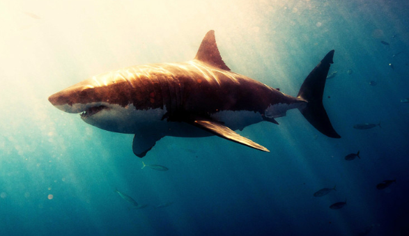 Great white shark tracking goes mobile