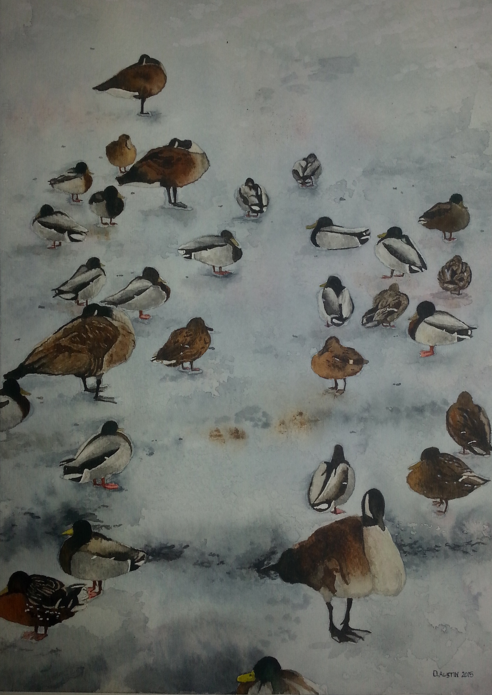 Ducks and Geese