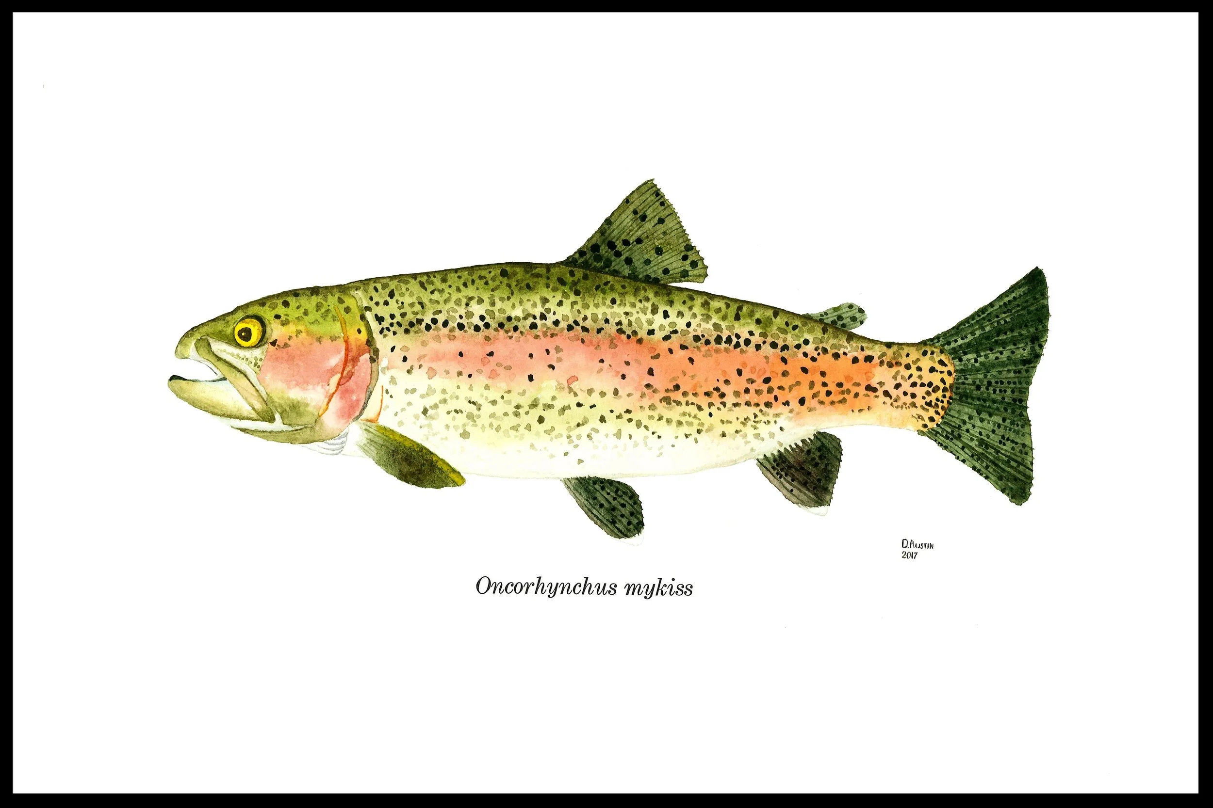 Rainbow Trout 2 
