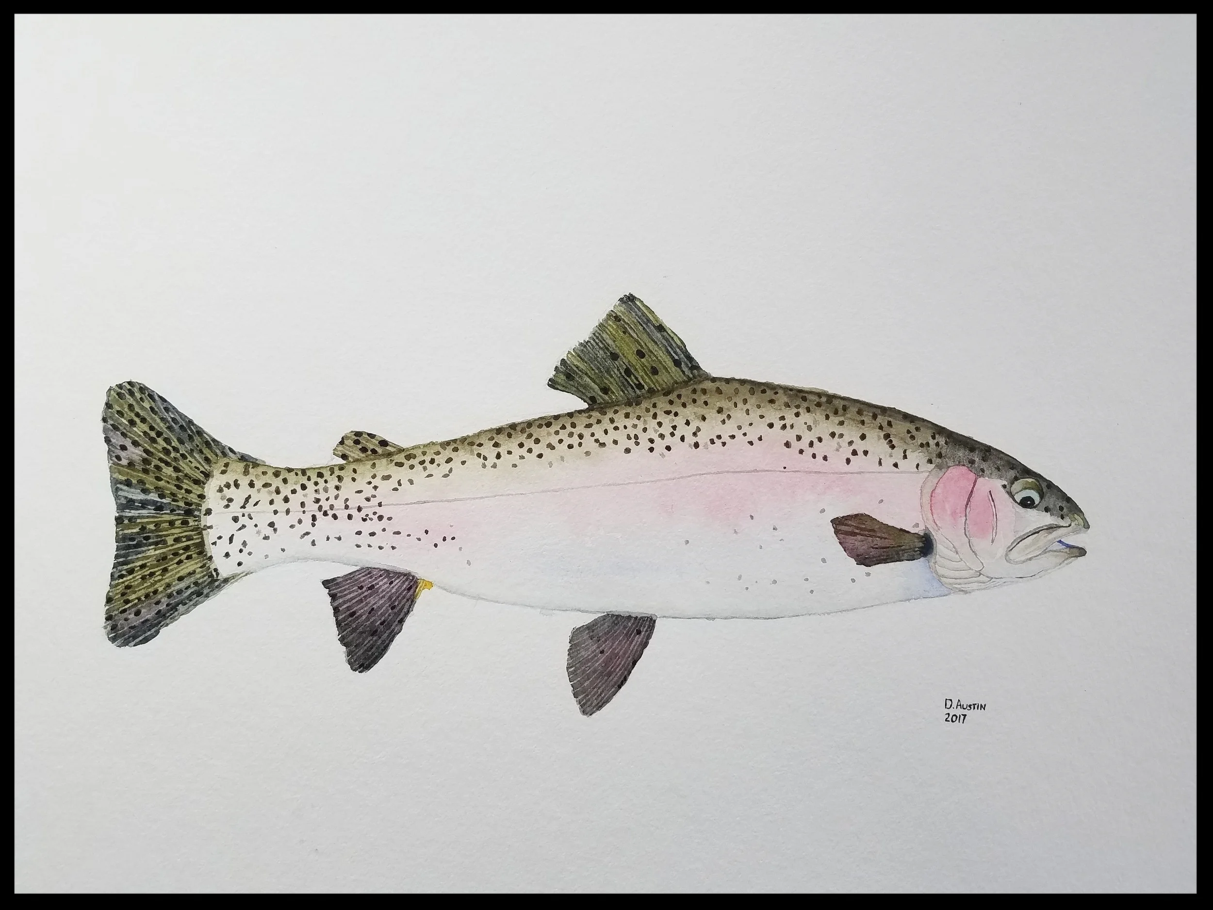 Rainbow Trout 1