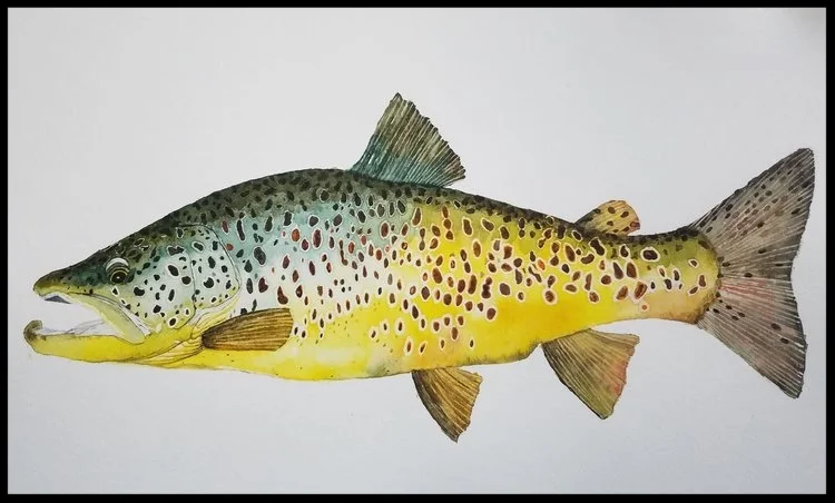 Brown Trout 1