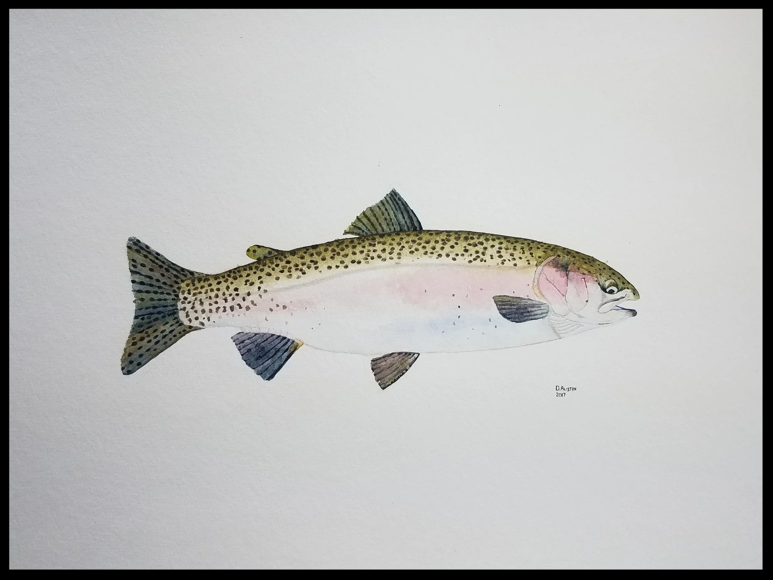 Rainbow Trout 2