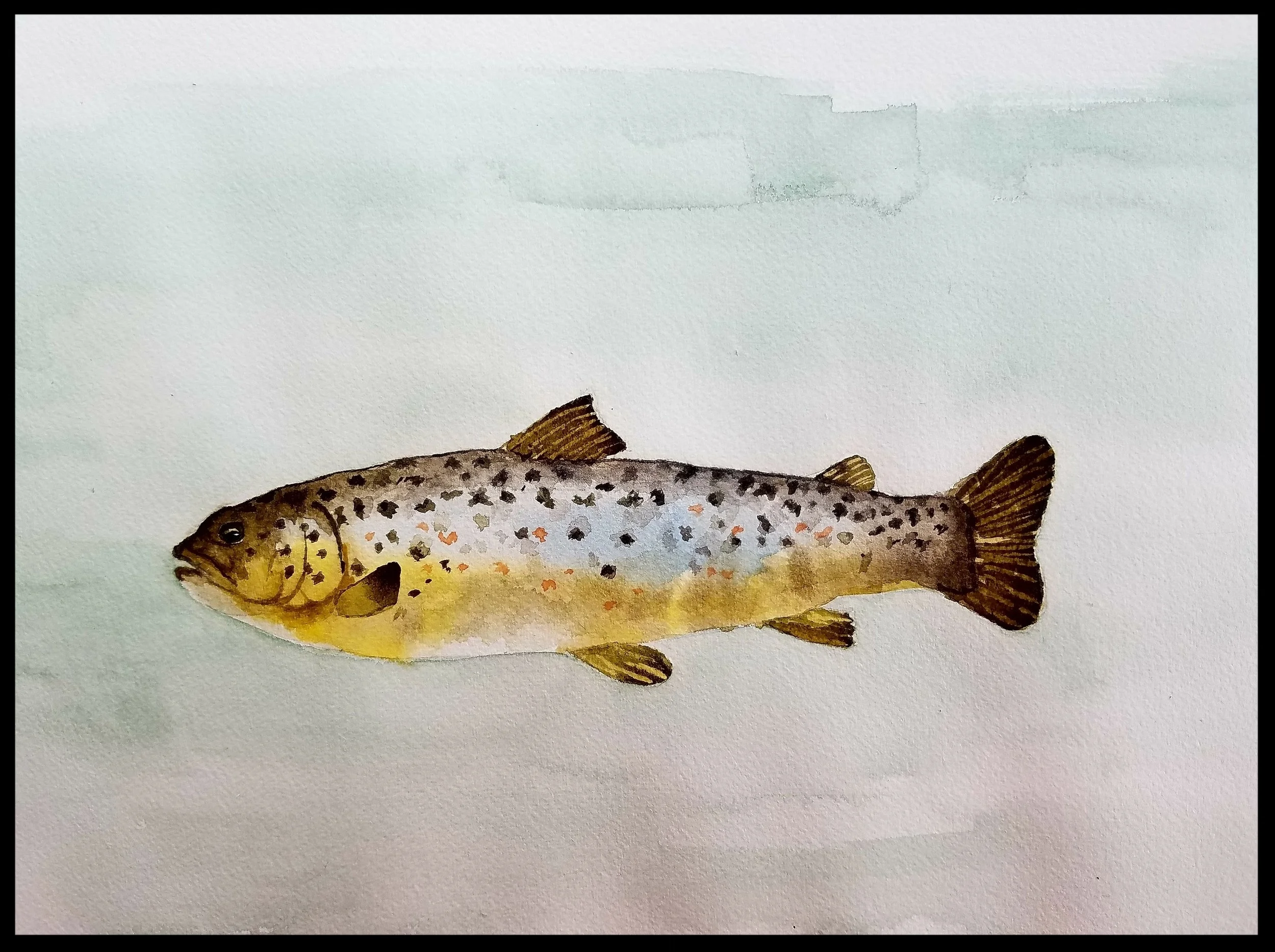 Brown Trout Juvenile