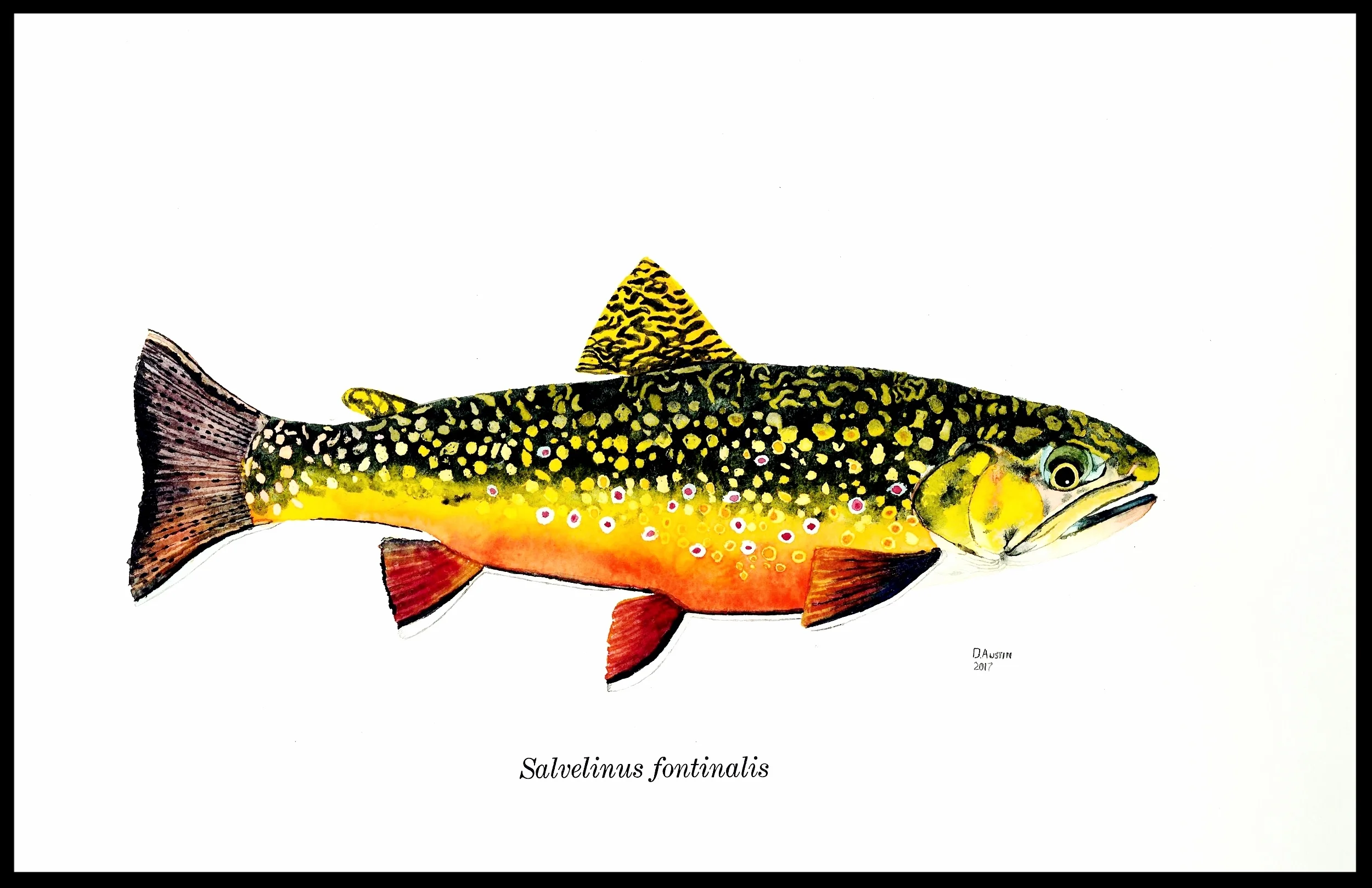 Brook Trout 1