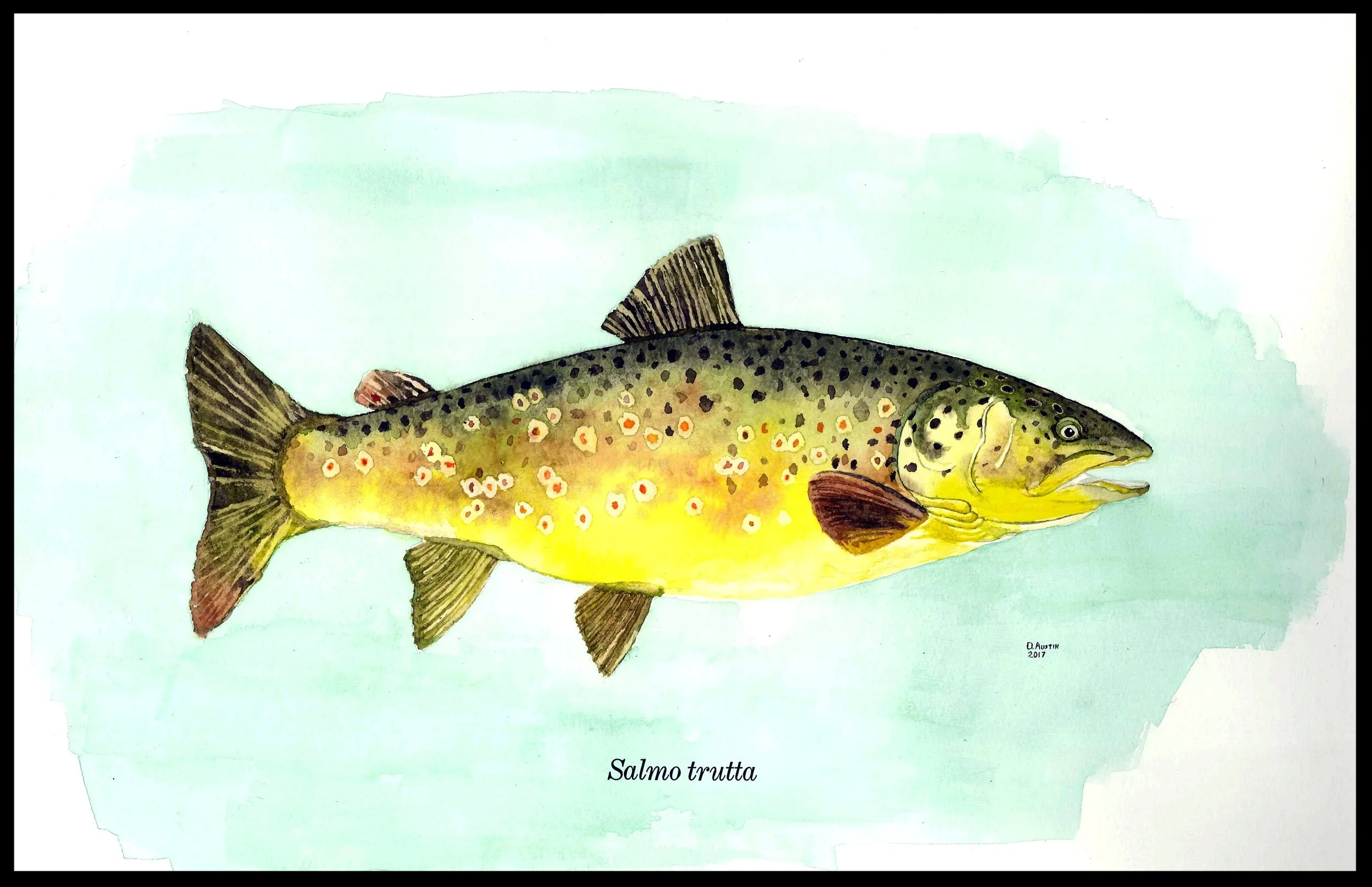 Brown Trout 2
