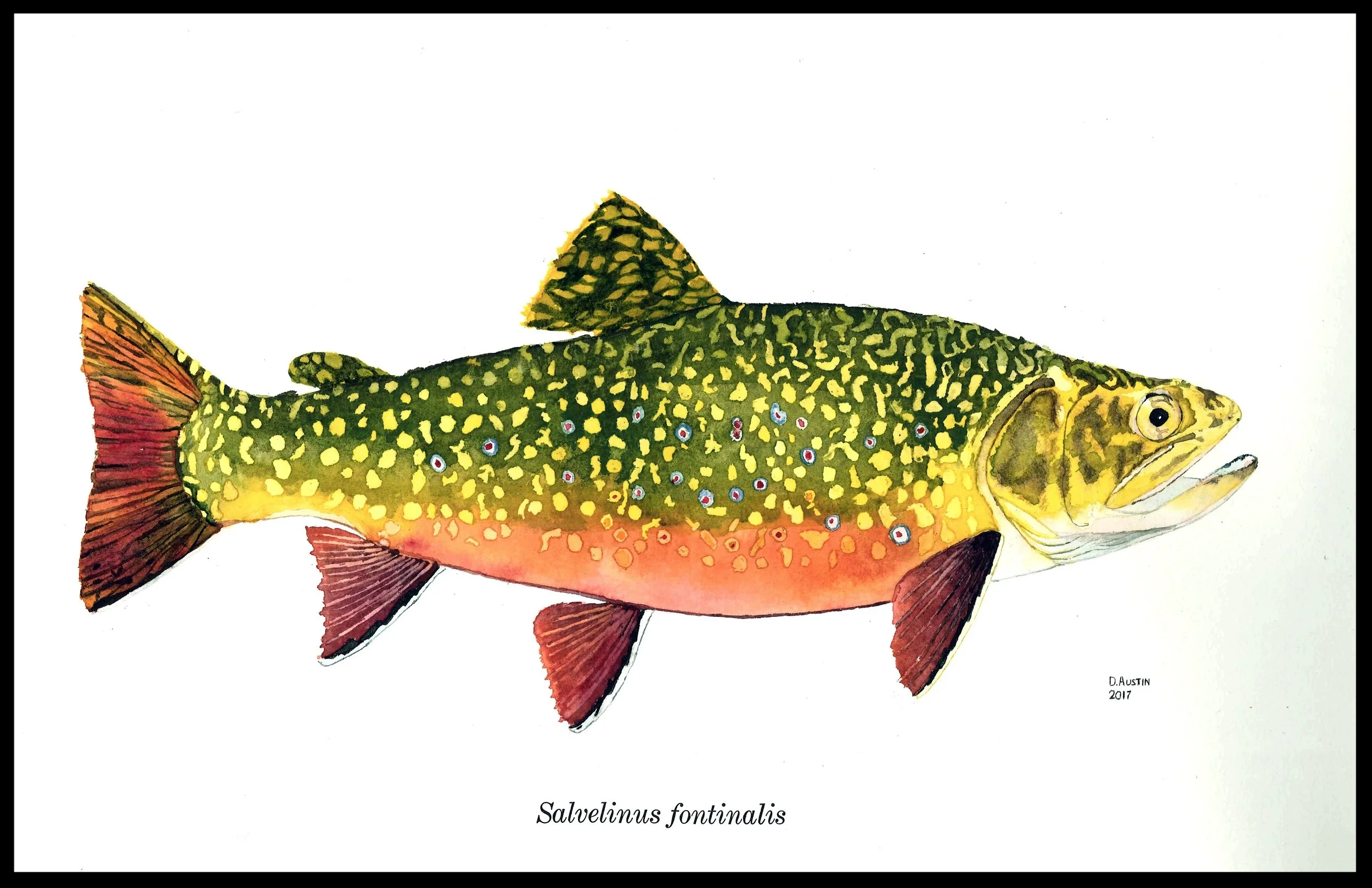 Brook Trout 2 