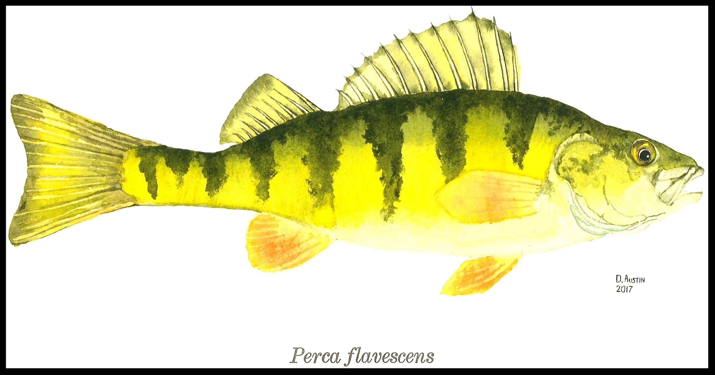 Perch 1