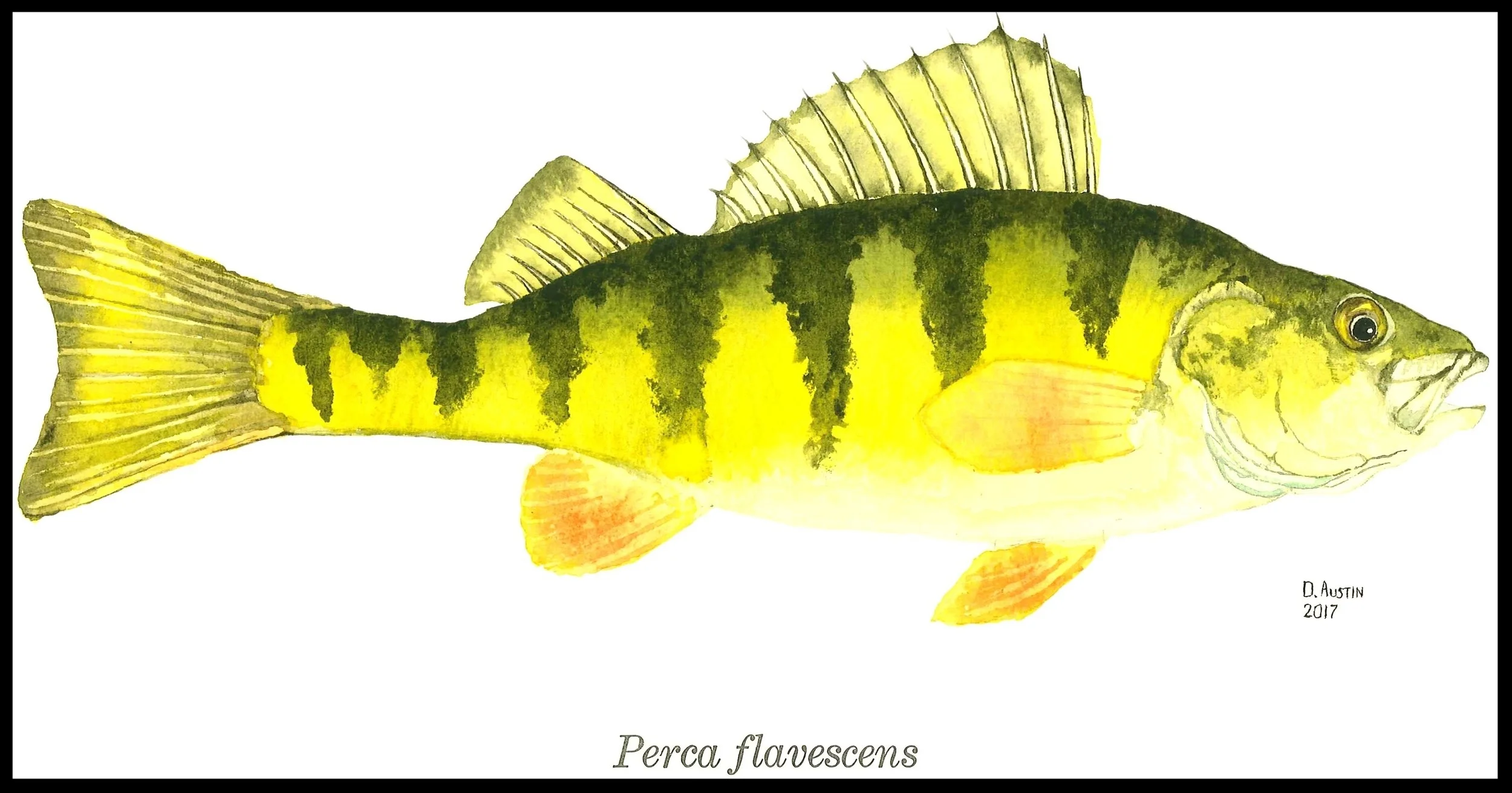 Perch 1