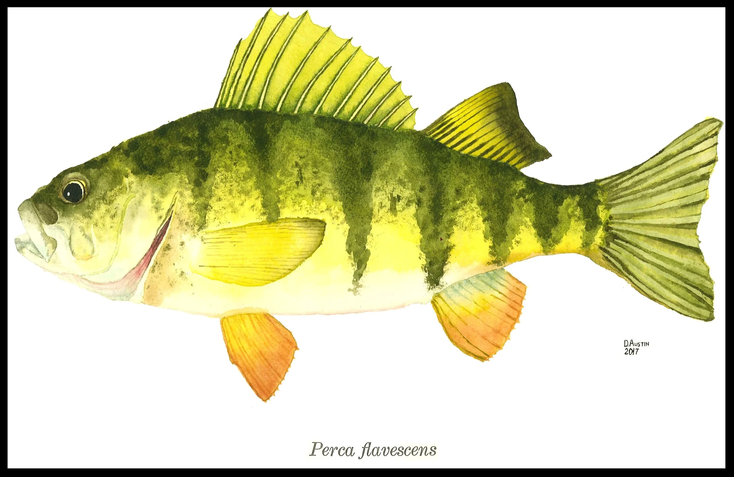 Perch 2