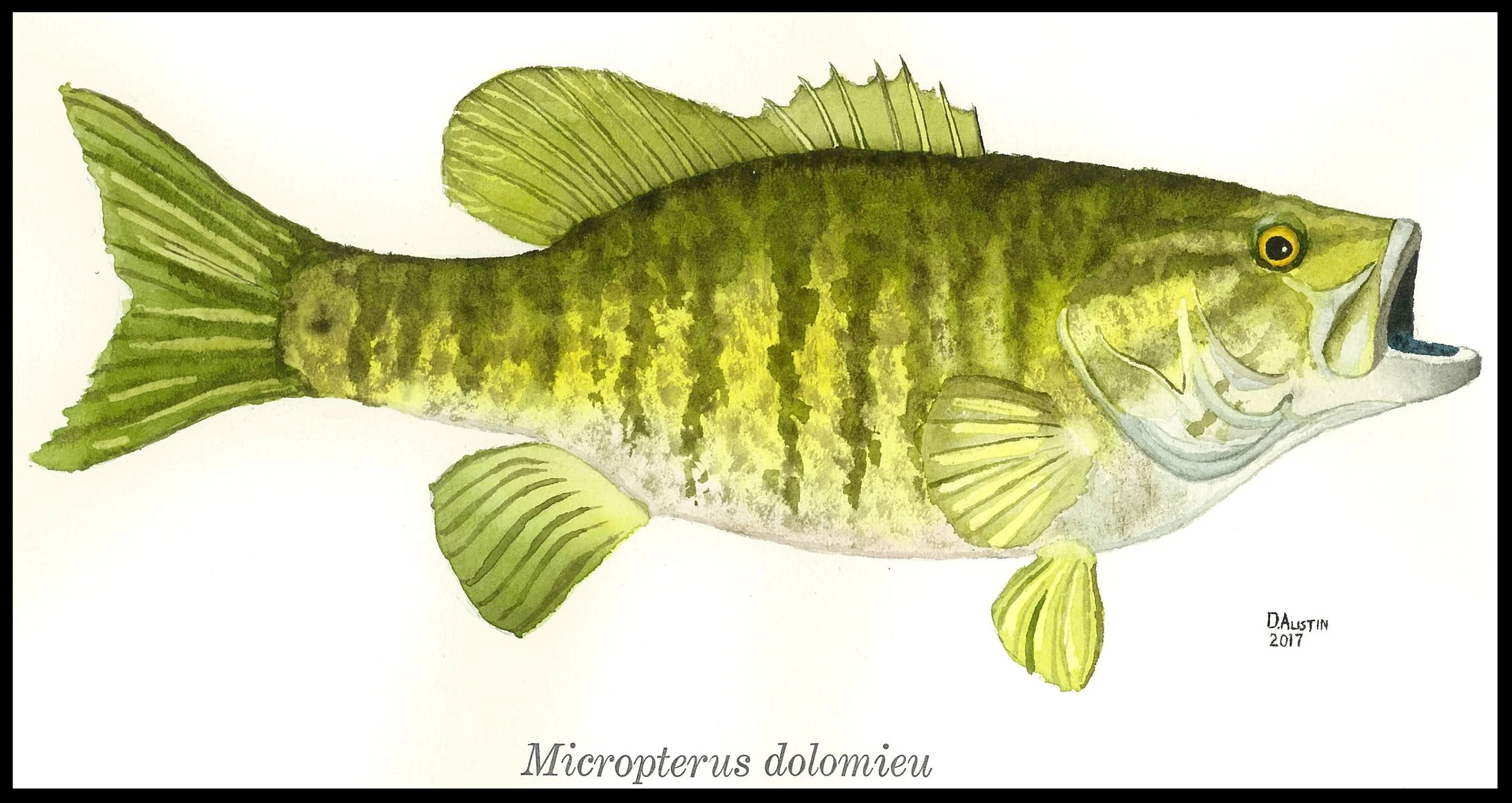 Smallmouth bass 1