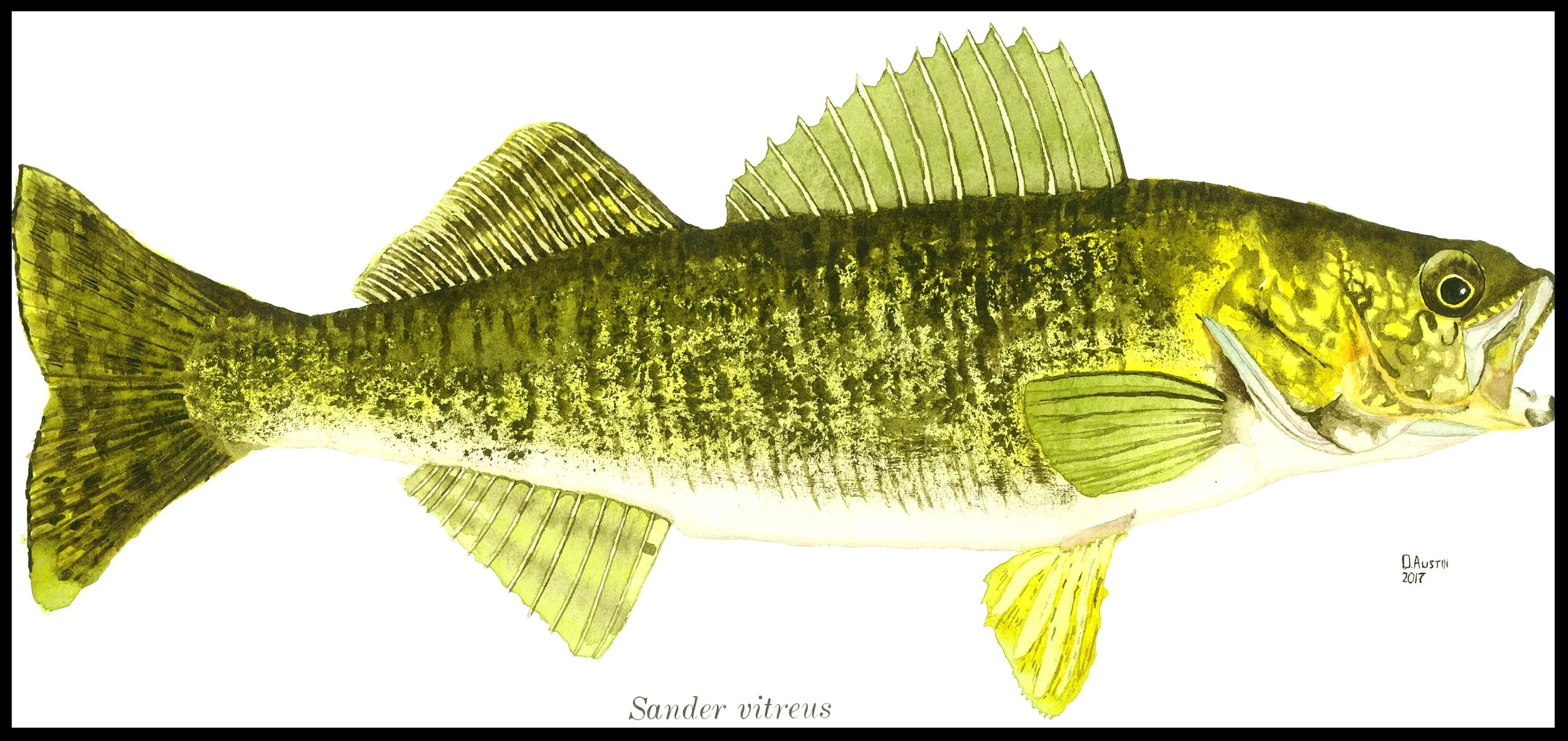 Walleye 