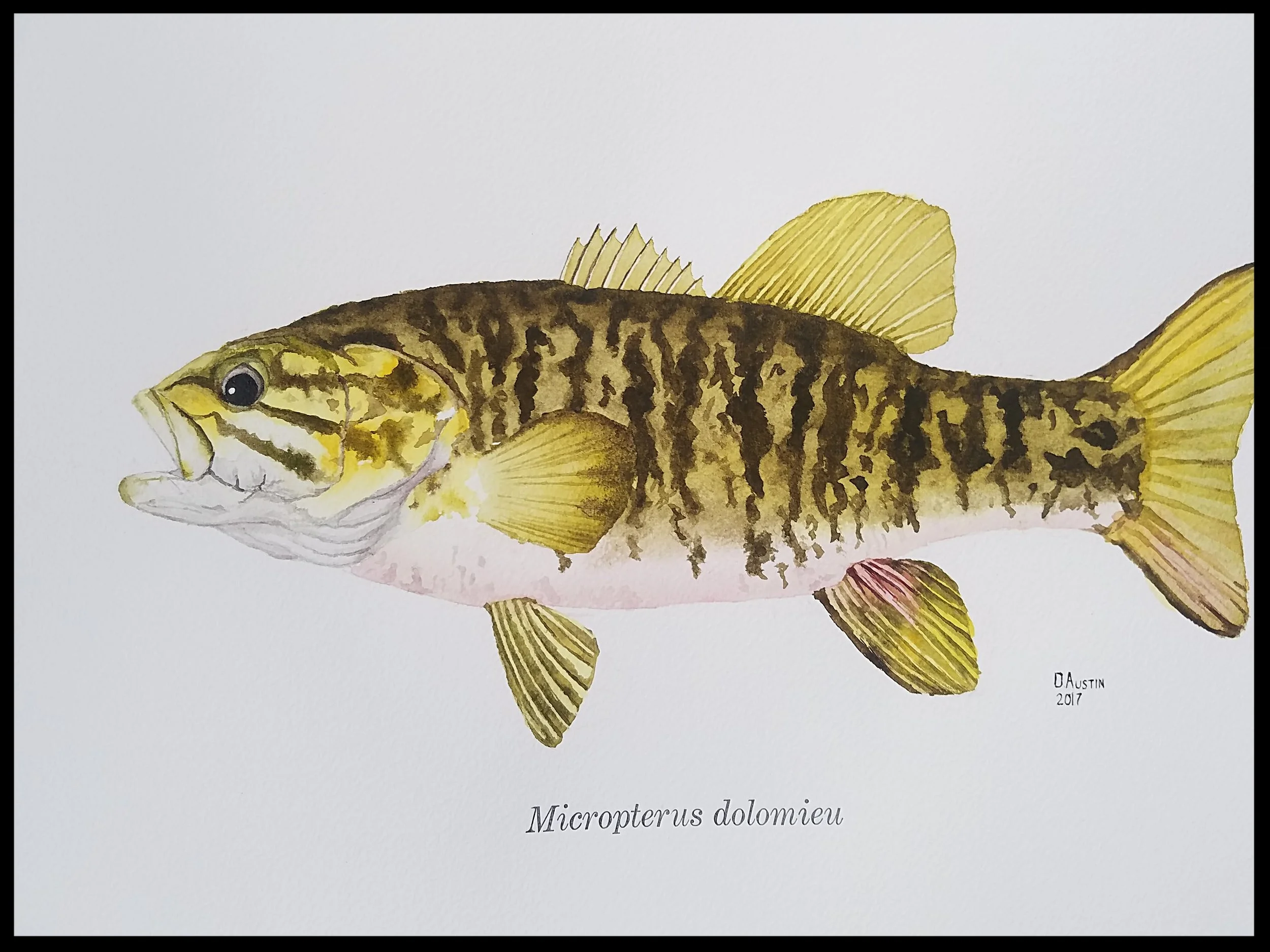 Smallmouth bass 2