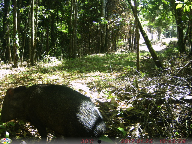 Peccary at Cielo Lodge