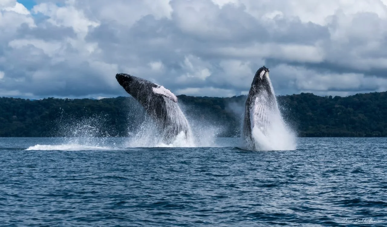 breaching whales.jpeg
