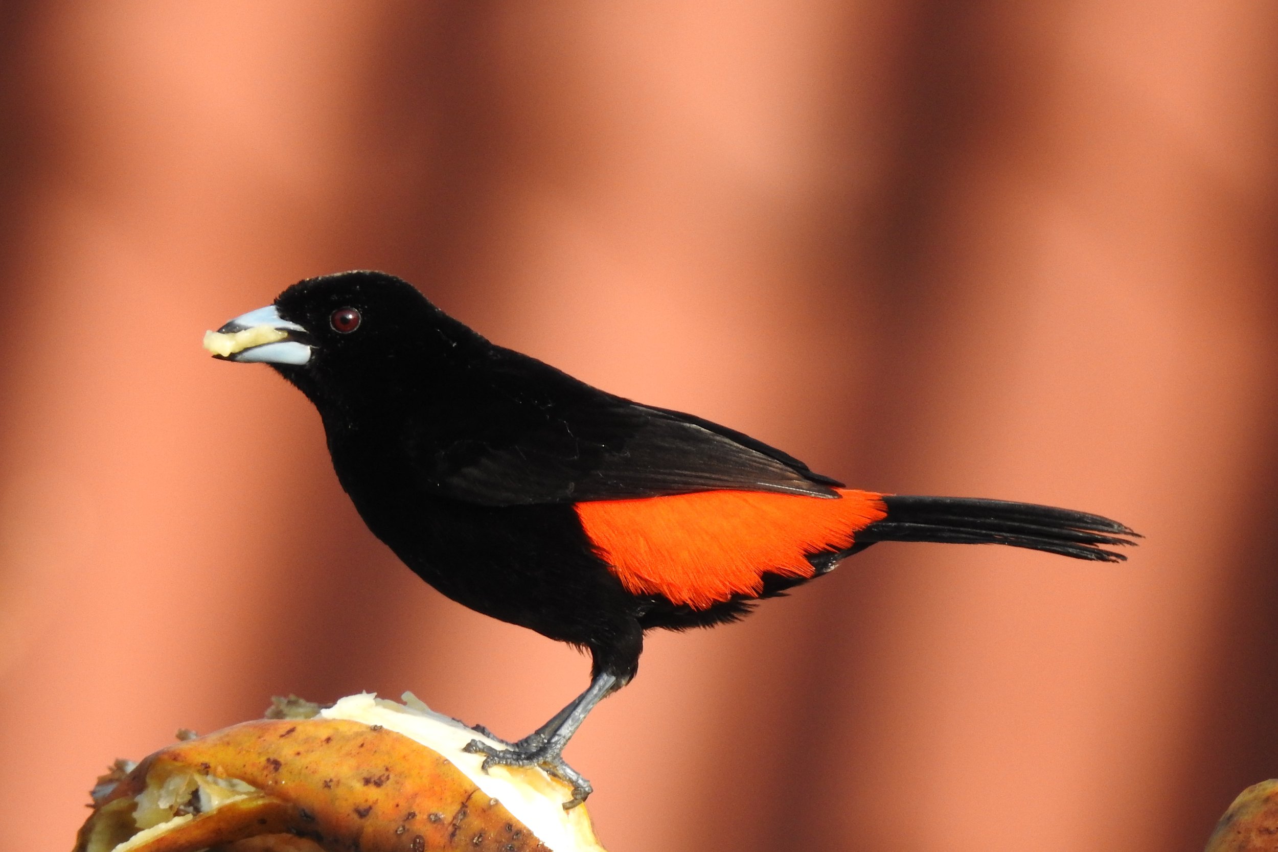 costa rica birdwatching at a eco resort costa rica.jpg