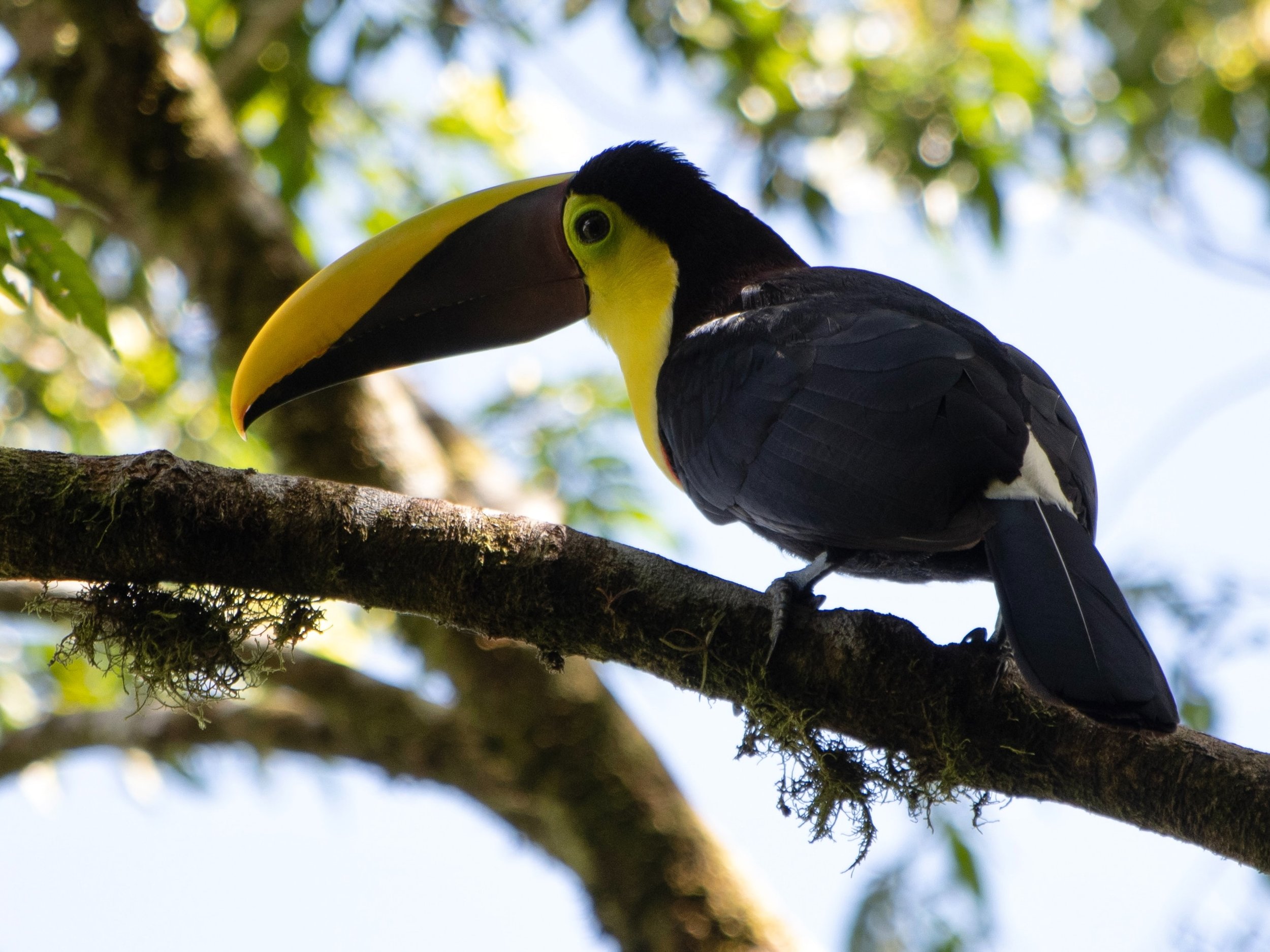 Toucan Costa Rica.jpg