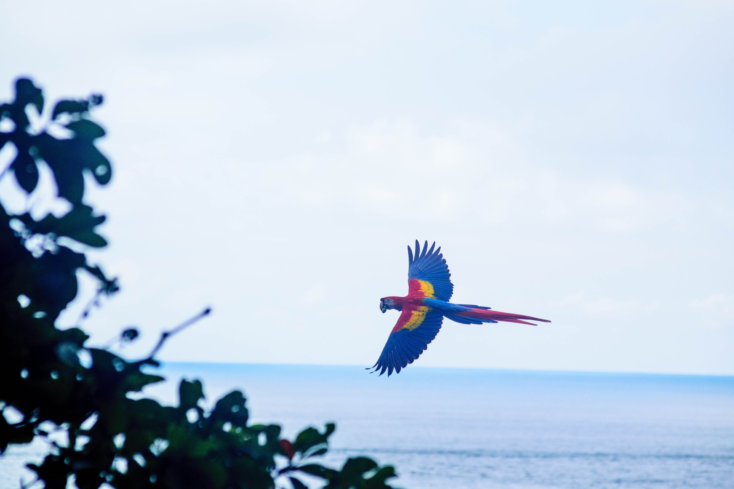 ocean view and bird at a eco resort costa rica.jpg