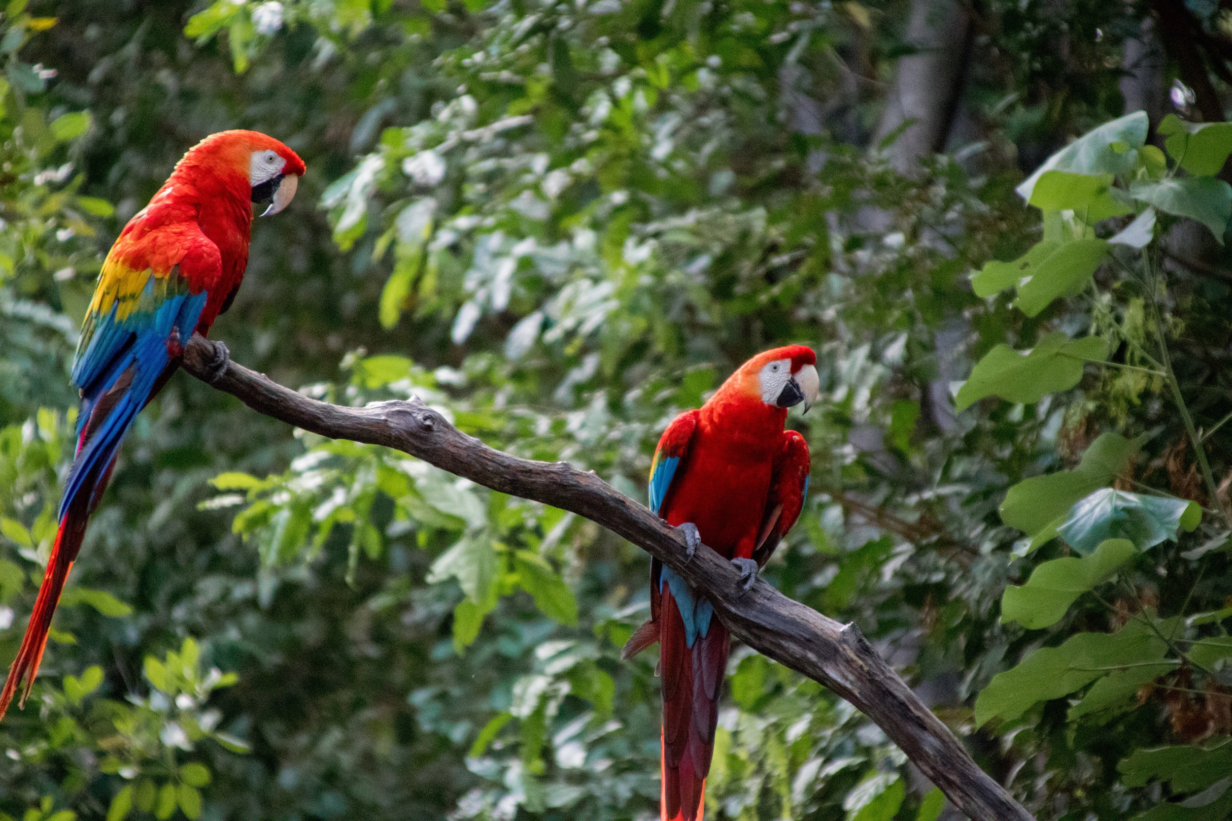 macaws are seen at the best hotels in costa rica .jpg