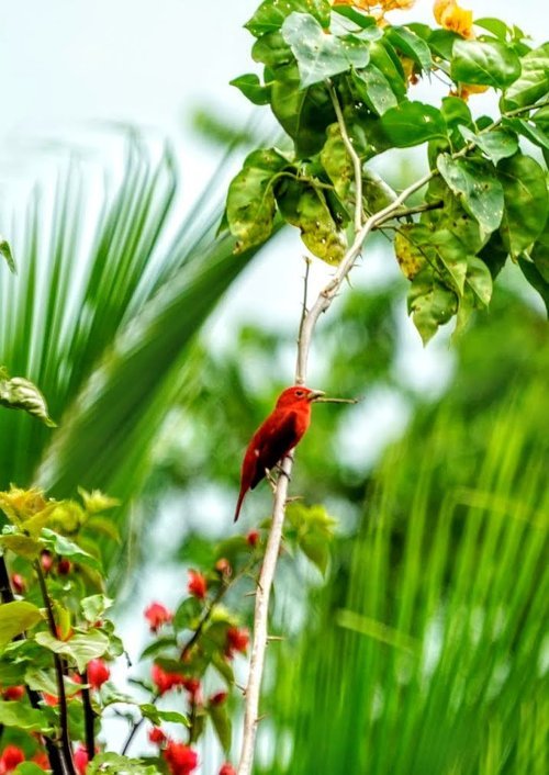 Summer tanager at top eco lodge in costa rica.jpg