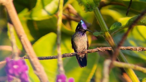 hummingbird only see at top eco lodge.jpg