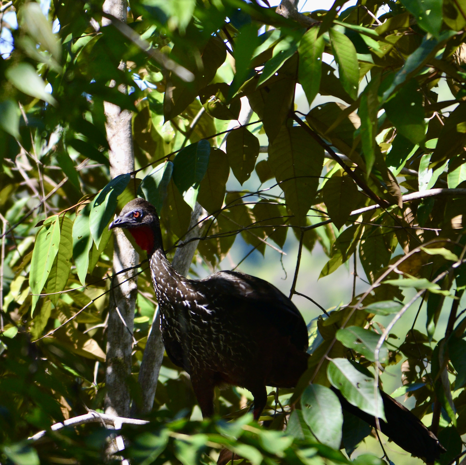 unique turkey at premier birding lodge in costa rica.png