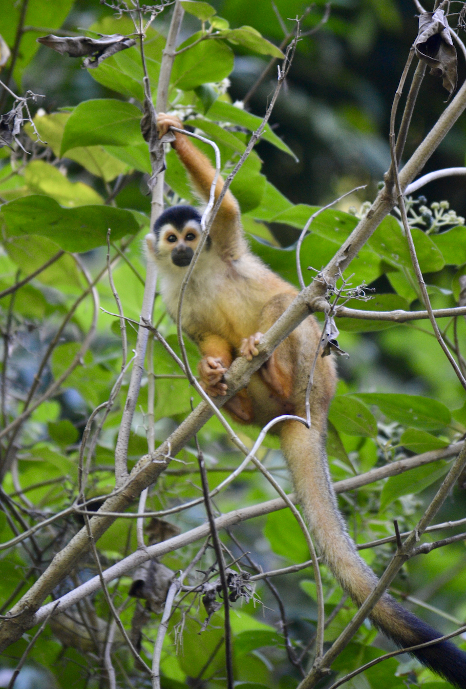 squirrel monkey population is supported by costa rica luxury ecolodge regeneration project.png