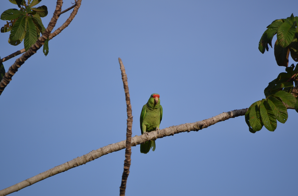 parrots are a common sight at Cielo Lodge.png