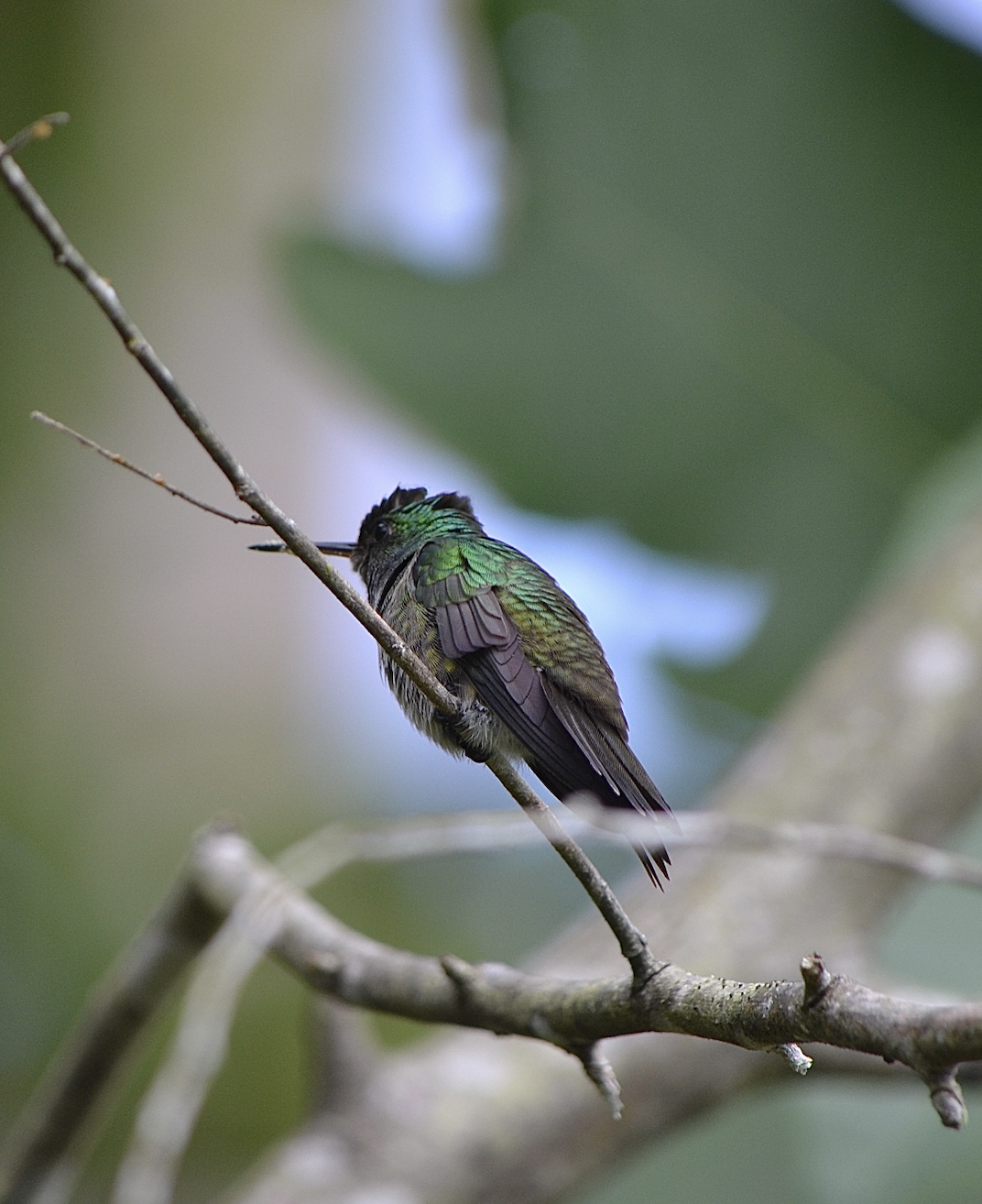 cielo lodge offers prime costa rica bird watching.png