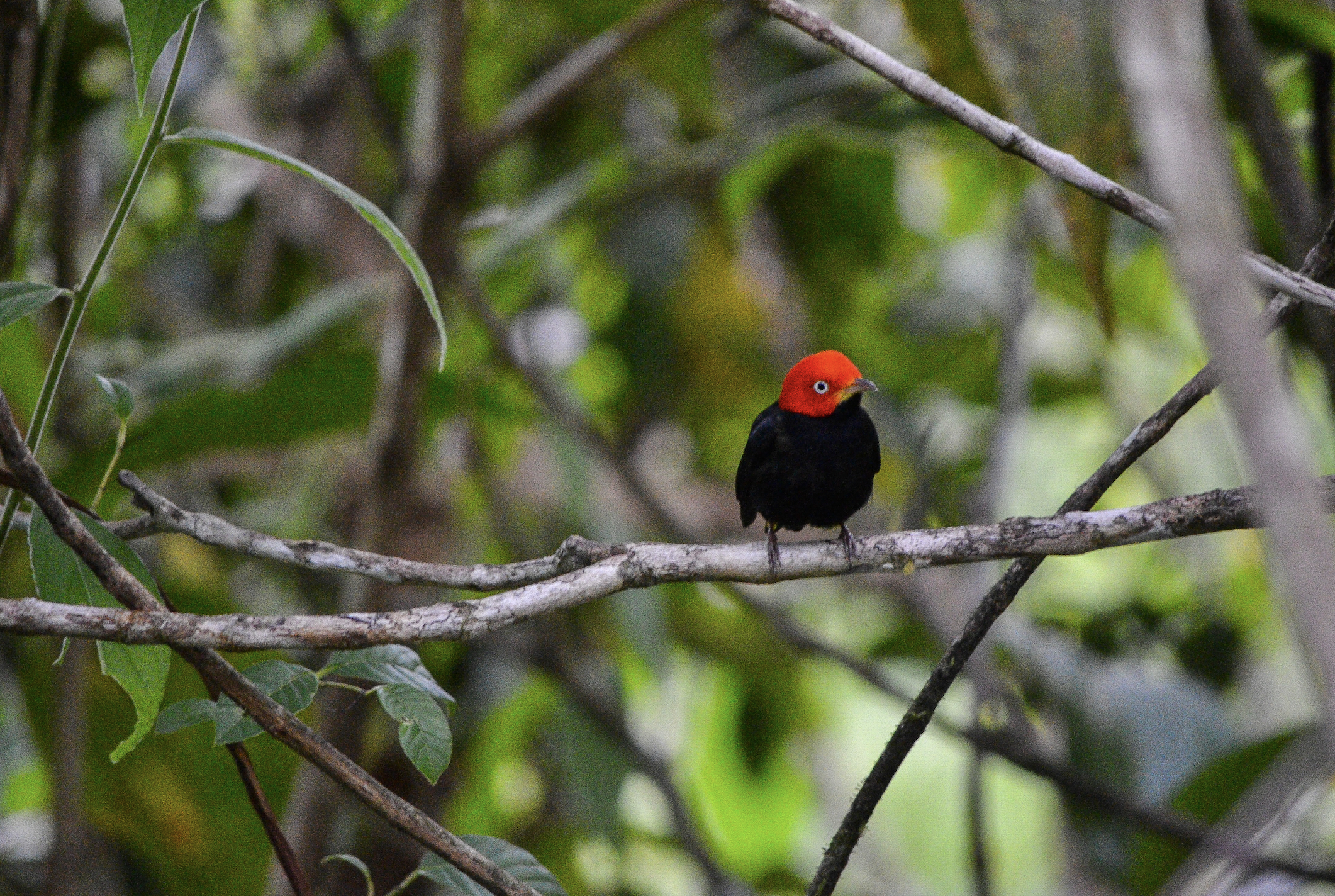 the rare Red-capped Manakin at costa ricas best eco lodge .png
