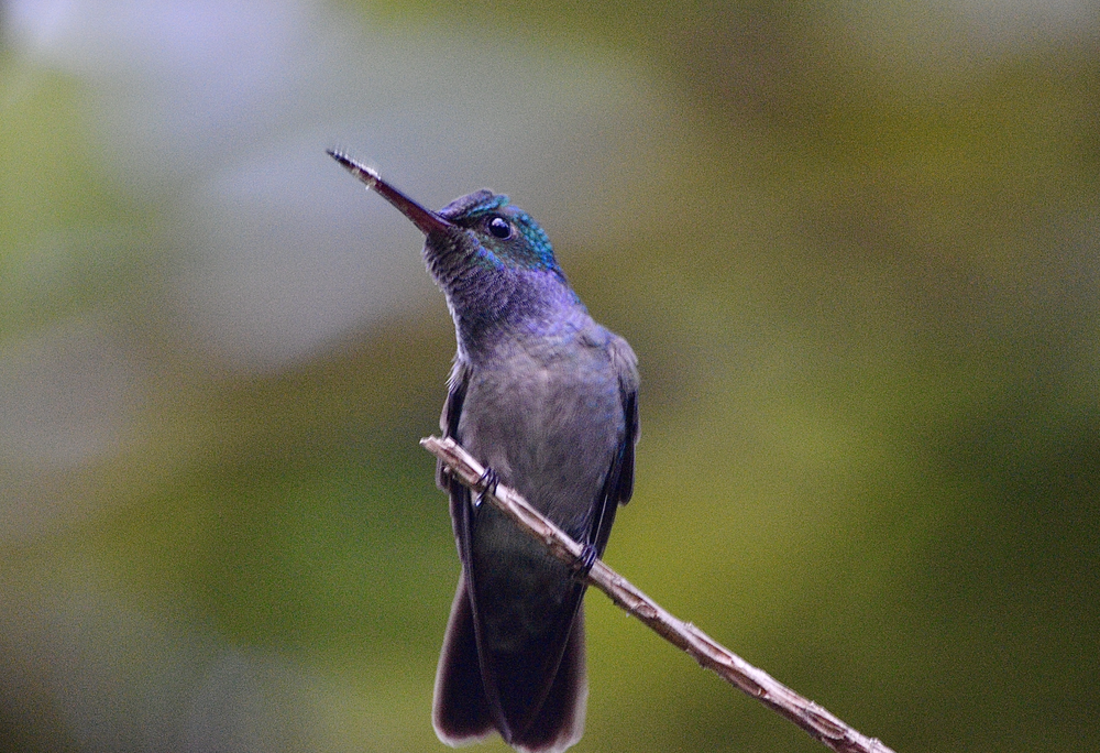 guests rave about diversity in birds at top costa rica eco lodge.png