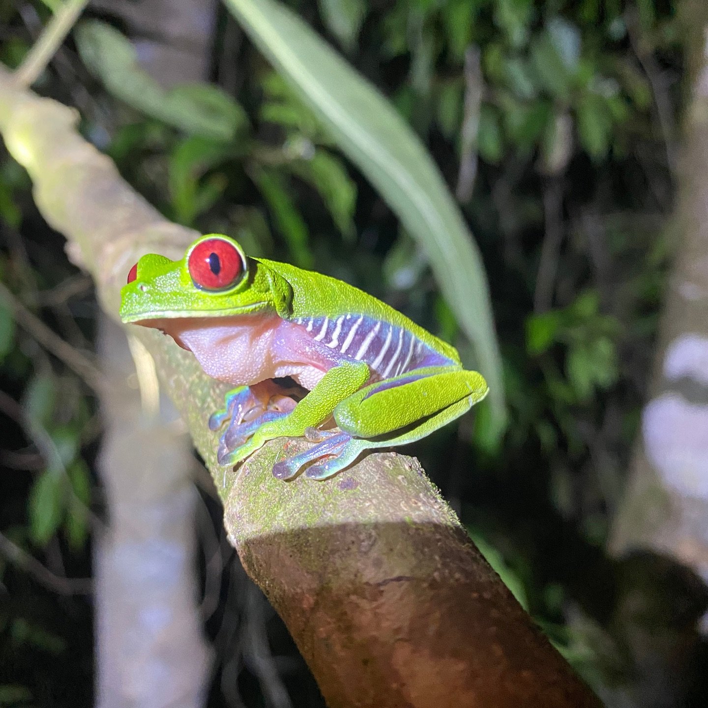 Costa Rica&rsquo;s most vibrant residents love to greet our guests! From the iconic red-eyed tree frog to colorful toucans and playful monkeys, Cielo Lodge is home to an extraordinary array of wildlife. Each encounter brings you closer to the magic o
