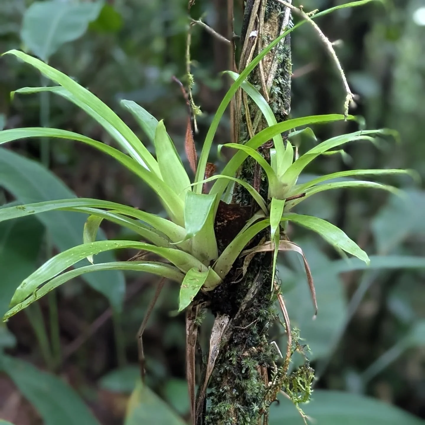 Sometimes, it's all about the epiphytes.
#cielolodge #golfito #costarica 
#epiphytes