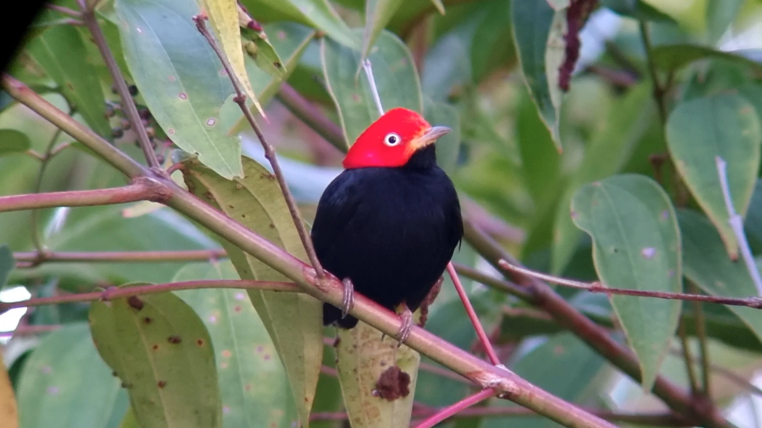 red capped.jpg