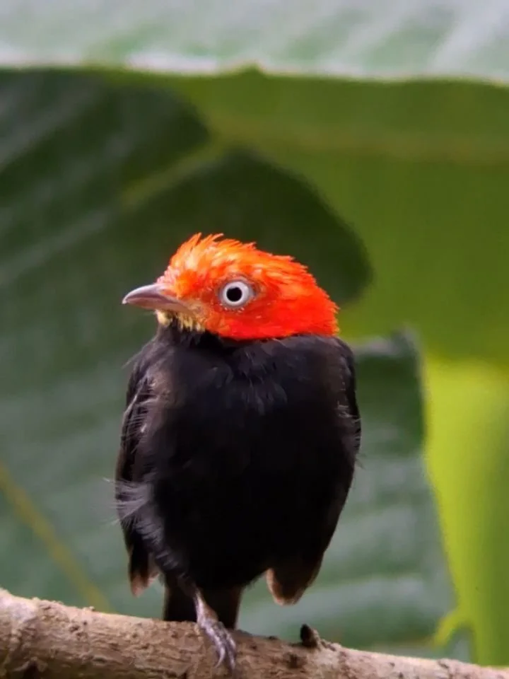 A few closeups of our neighbors.

Videos by @maikel_polanco

reservations@cielolodge.com
www.cielolodge.com

#cielolodge #golfito #costarica
#redcappedmanakin capuchin #trogon