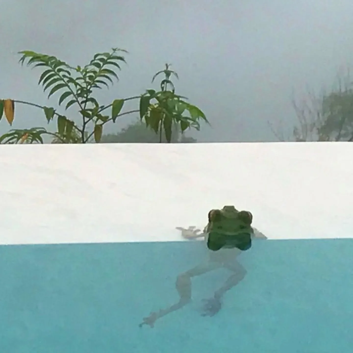 Yes, we have frogs.

Write to us, and we'll tell you all about them.

reservations@cielolodge.com 

#cielolodge #golfito #costarica 

maskedtreefeog #poisondartfrog
gladiatorfrog #redeyetreefrog