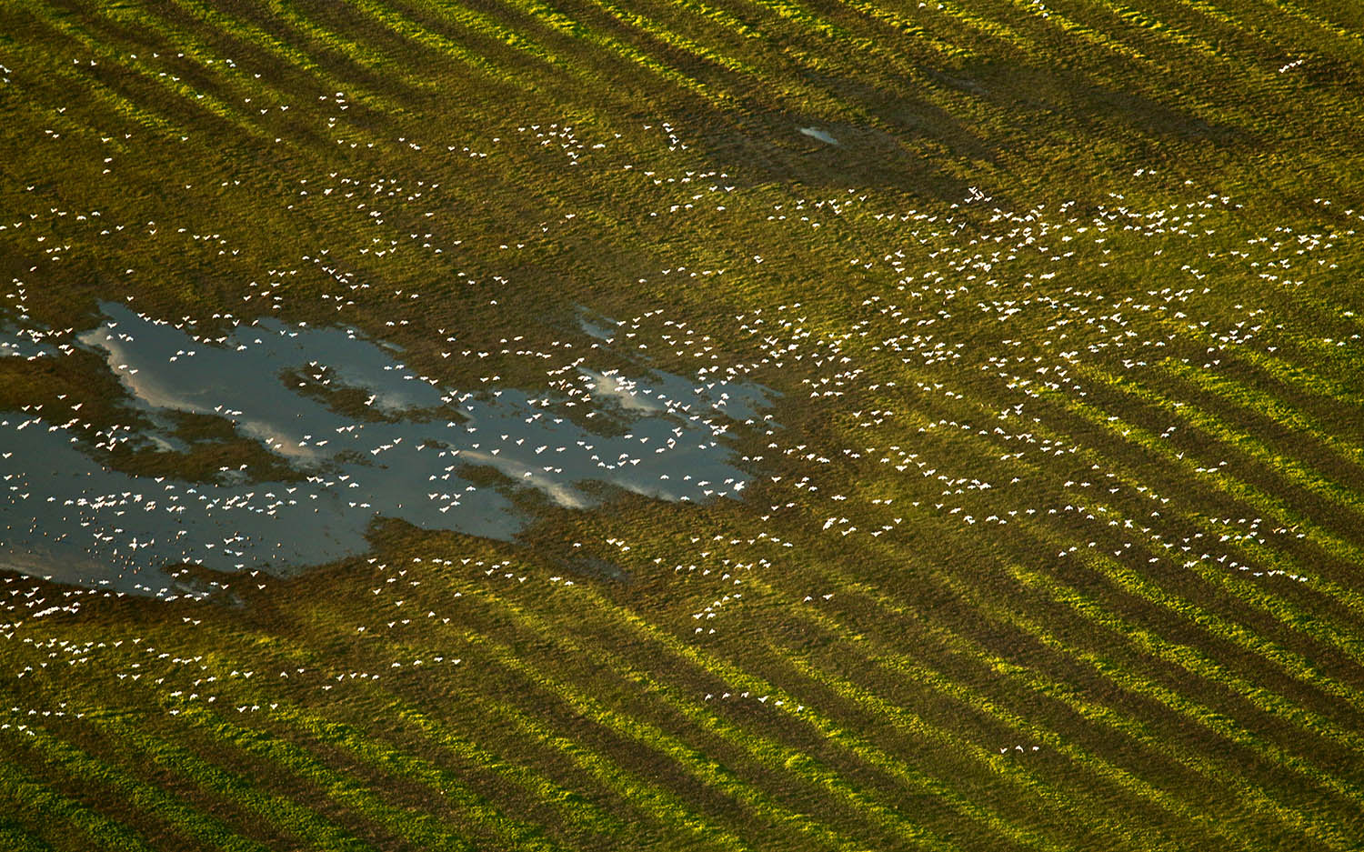 Birds Over Marsh