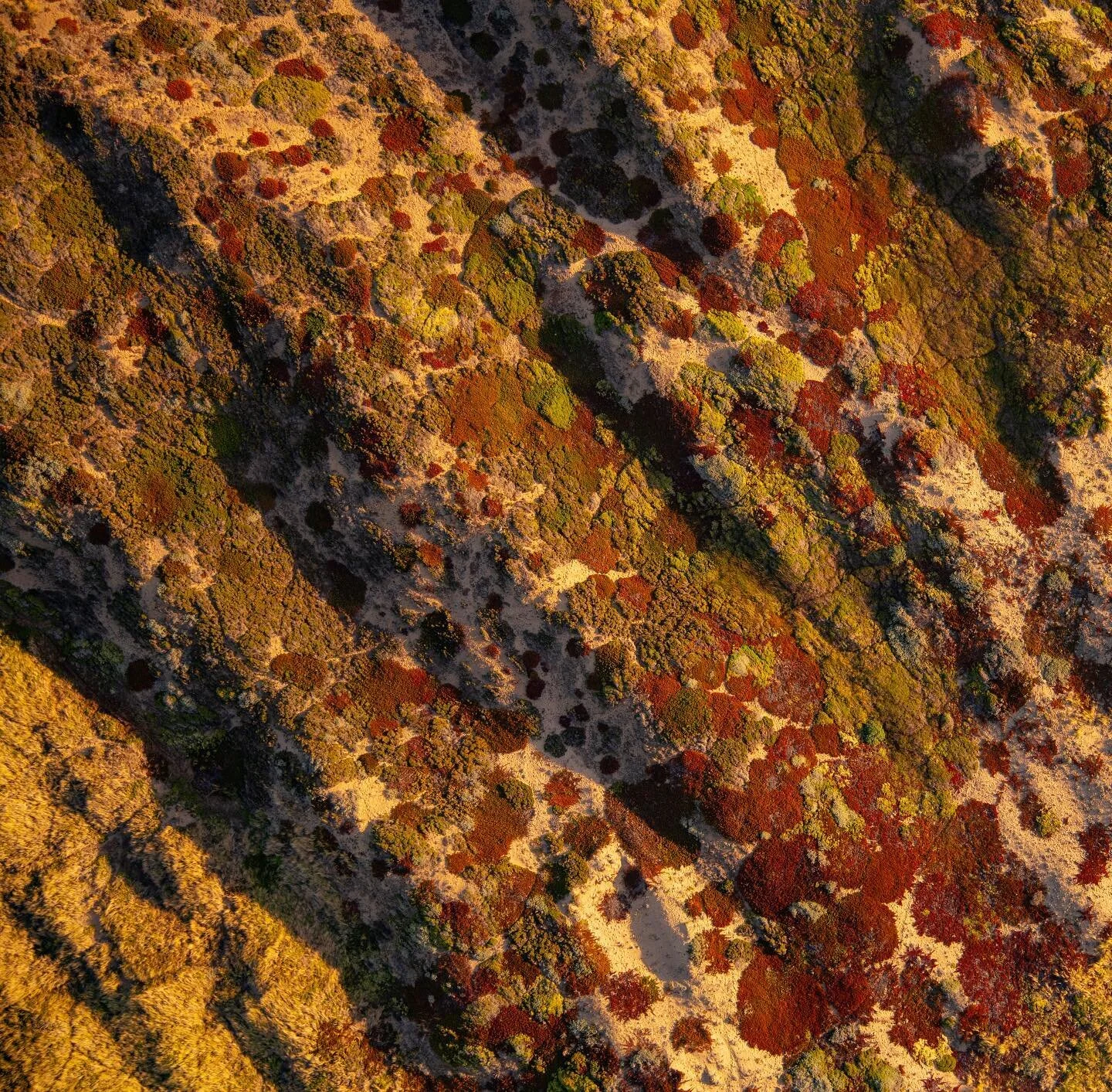 Coastal Succulents, Pt Reyes. #yourshotphotographer #natgeoyourshot #ignature #aerialphoto #fromabove #aerial_aesthetics #abstractphotography #globalcapture #awesomeearth #discoverearth #natgeotravel #flightography #somewheremagazine #imaginarymagnit