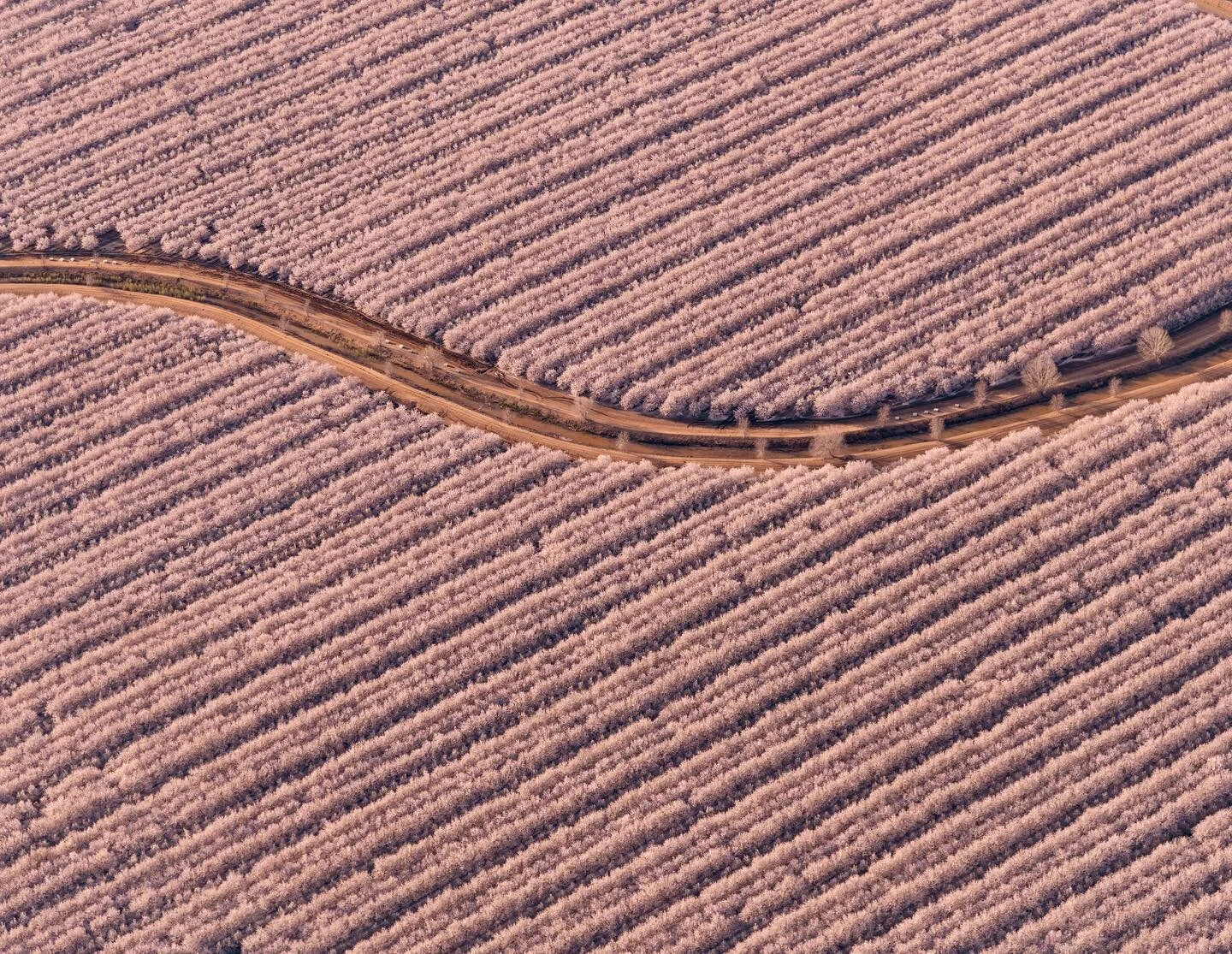 Springtime approaches. Almond orchards in full bloom again! Happy Aloha Friday dear friends. #yourshotphotographer #natgeoyourshot #ignature #aerialphoto #fromabove #aerial_aesthetics #abstractphotography #globalcapture #awesomeearth #discoverearth #